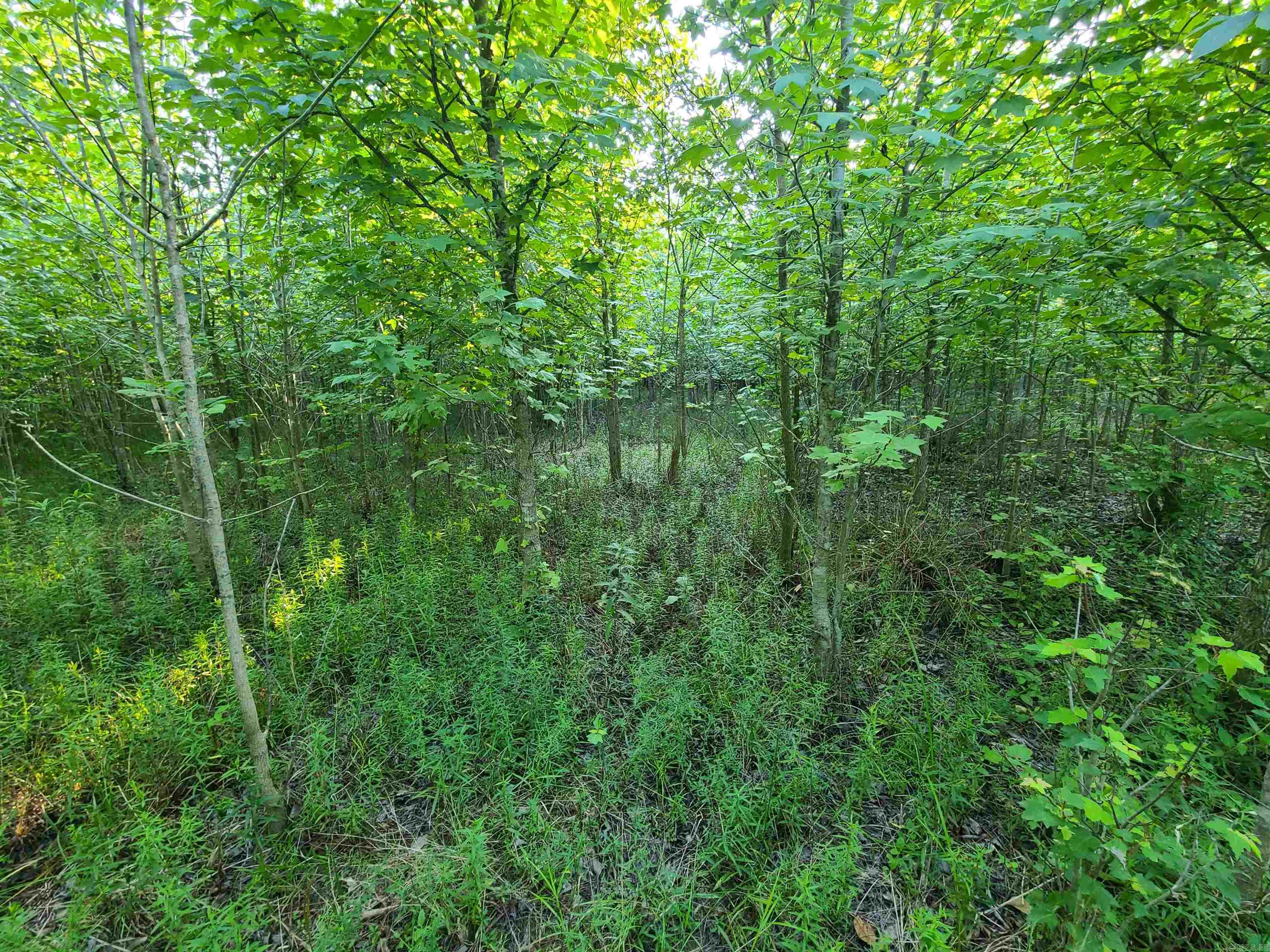 2406  Clay 247  Corning, AR