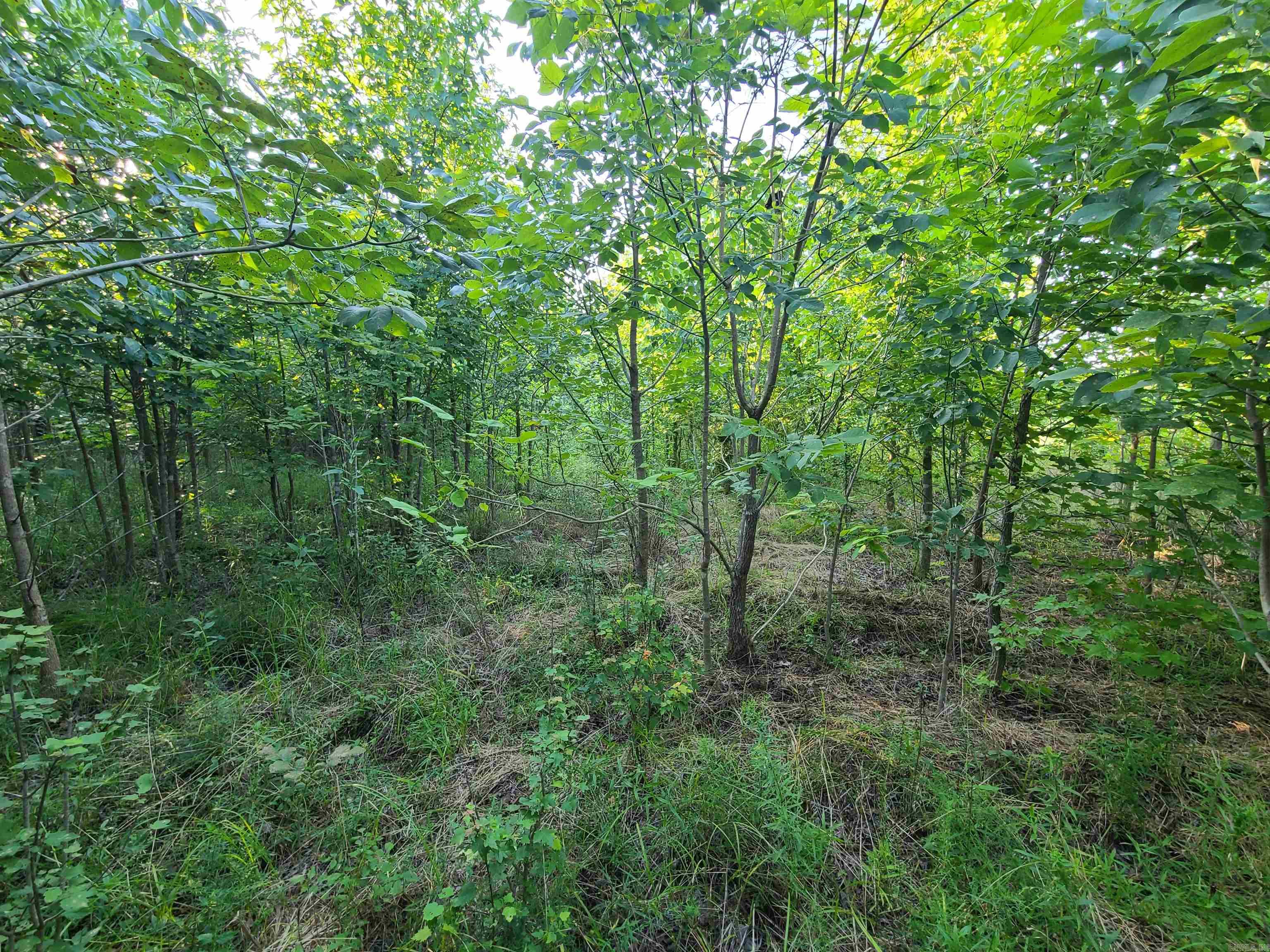 2406  Clay 247  Corning, AR