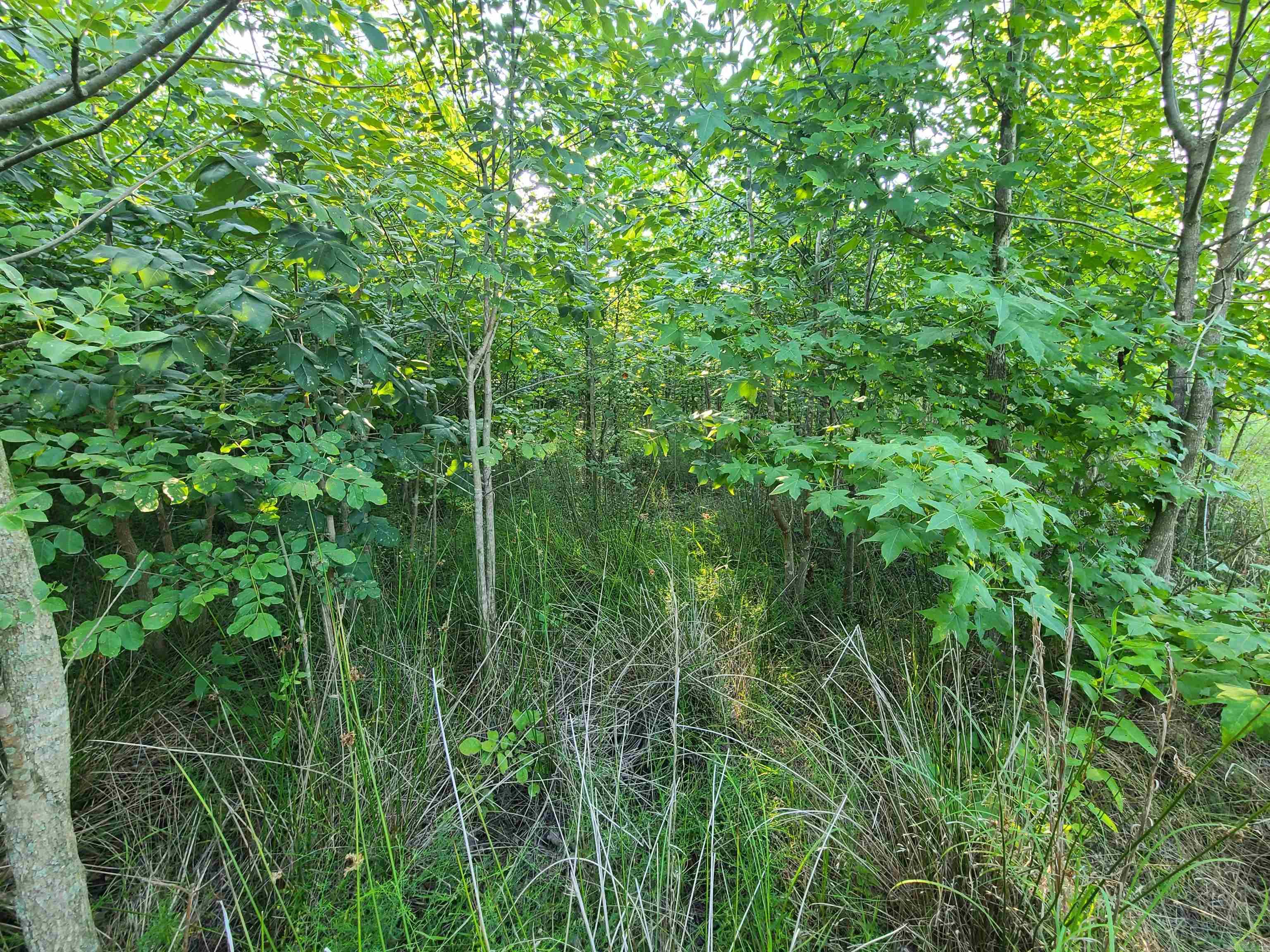 2406  Clay 247  Corning, AR
