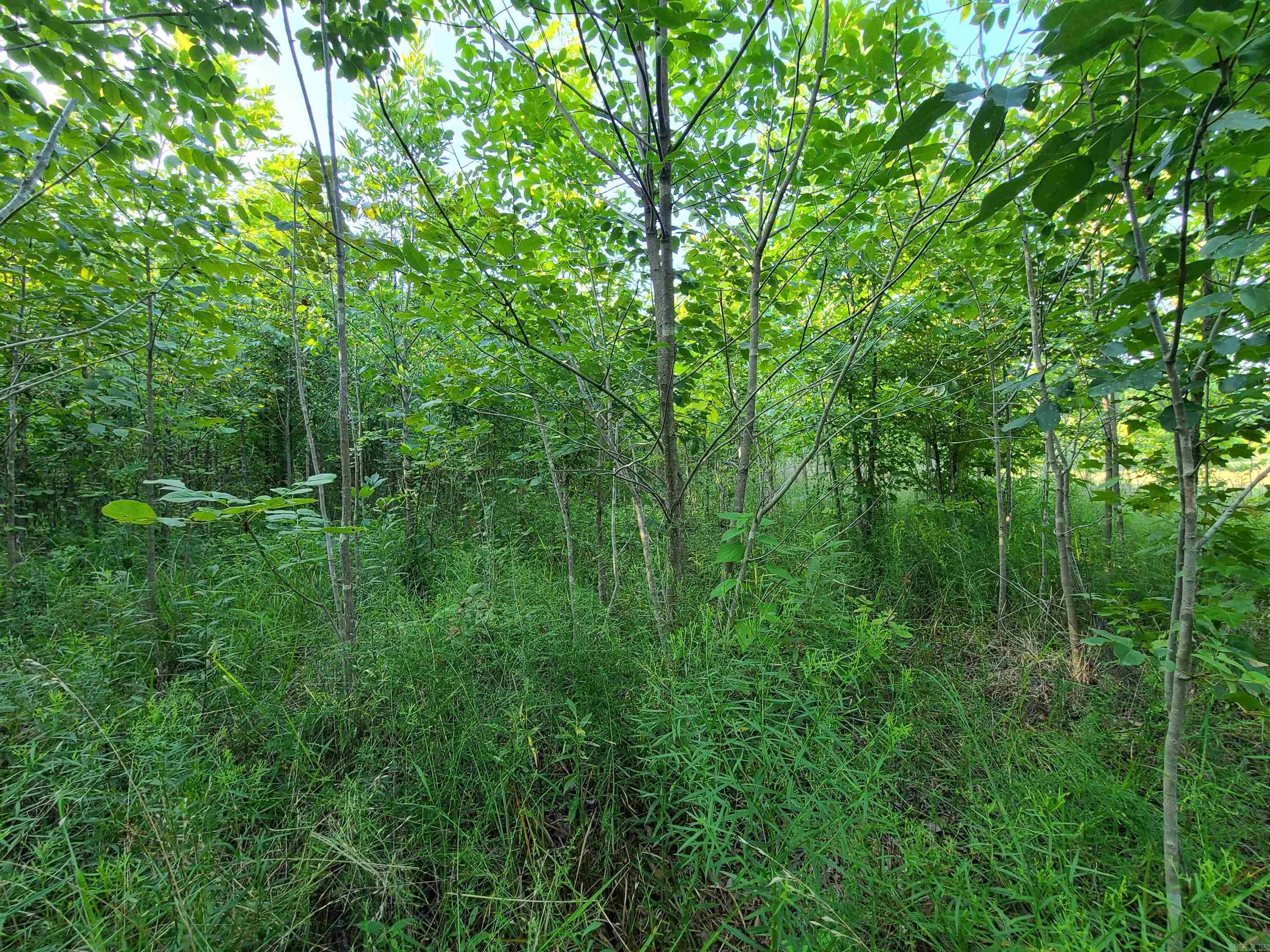 2406  Clay 247  Corning, AR