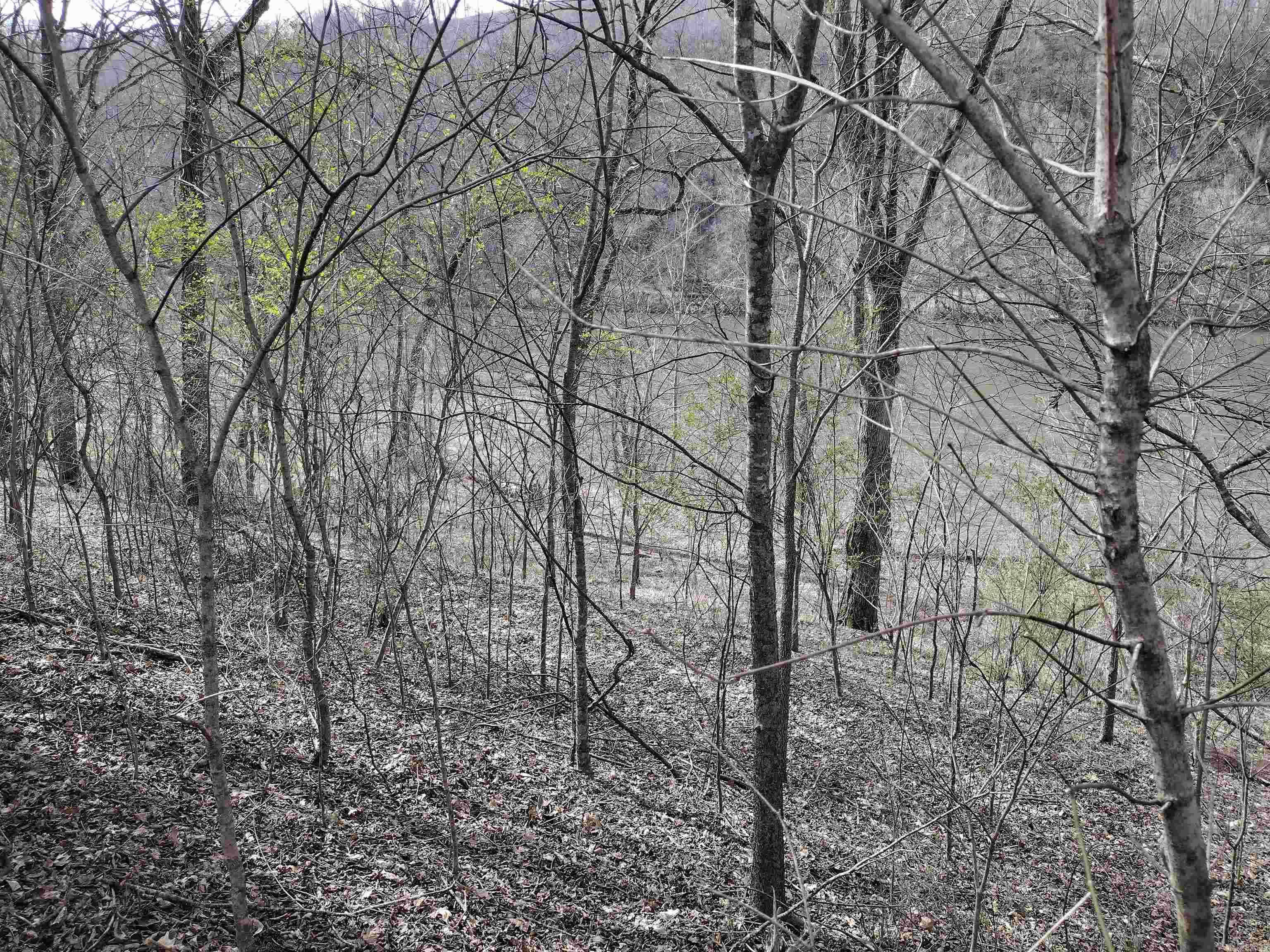 000  South RiverView  Sylamore, AR