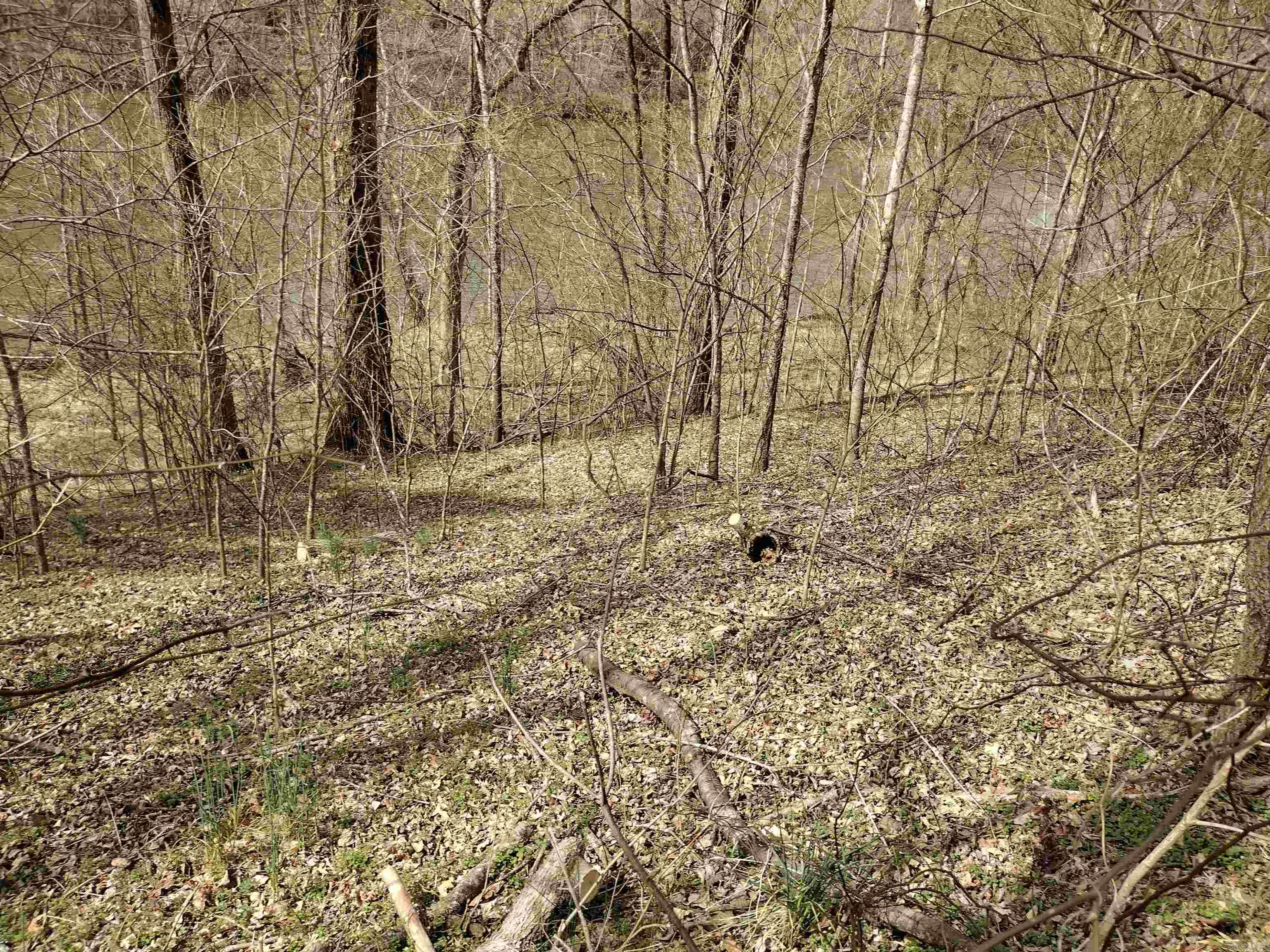 000  South RiverView  Sylamore, AR