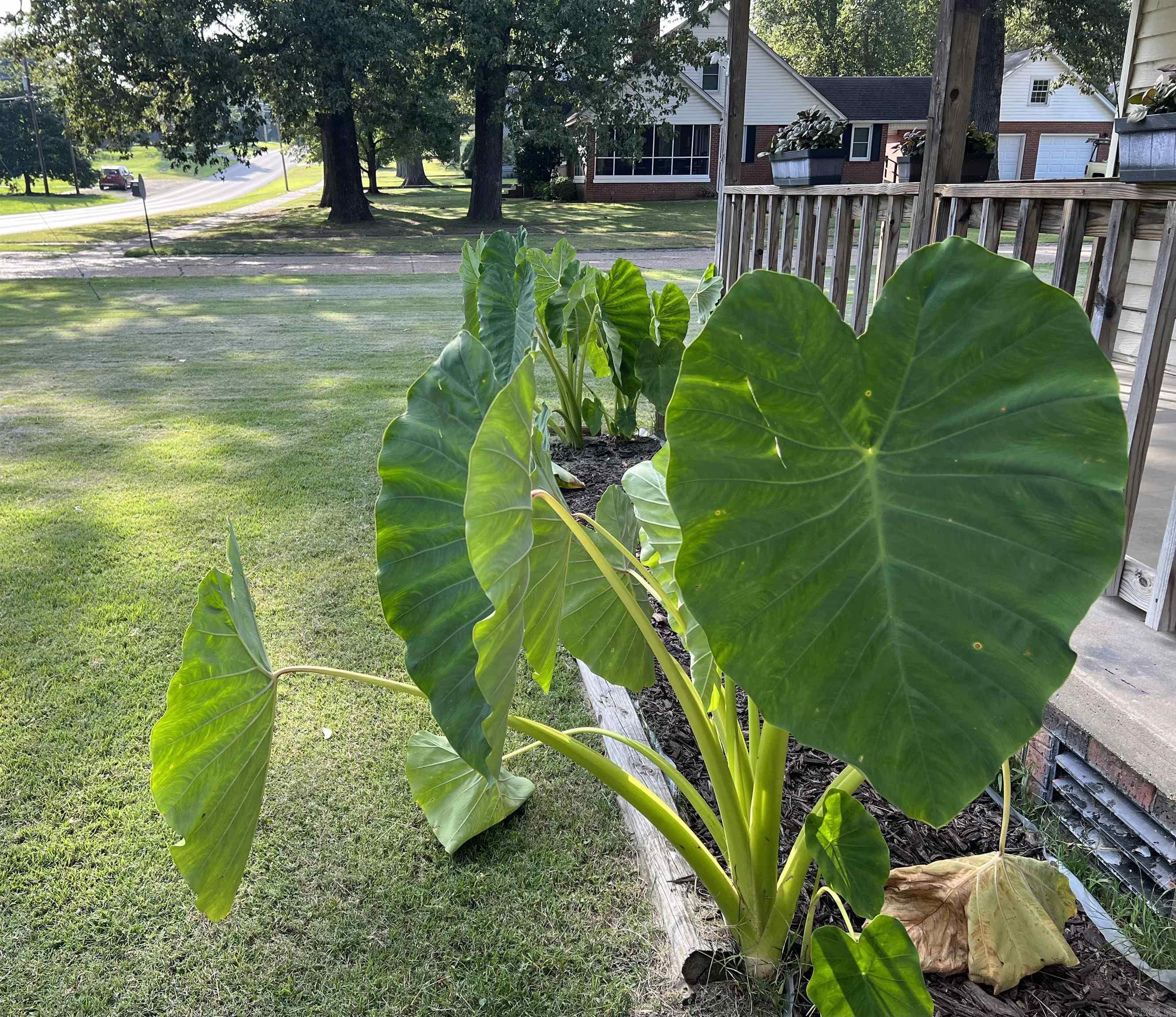 787 W Main St  Piggott, AR