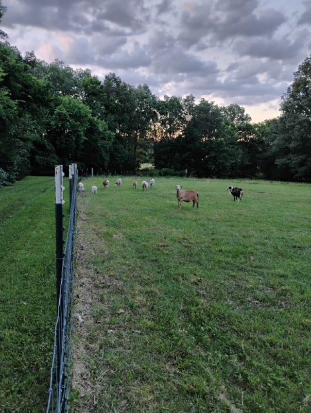 661 Cricket Pass Rd  Camp, AR