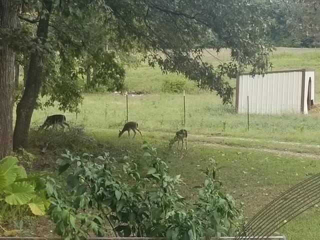 661  Cricket Pass Rd  Camp, AR