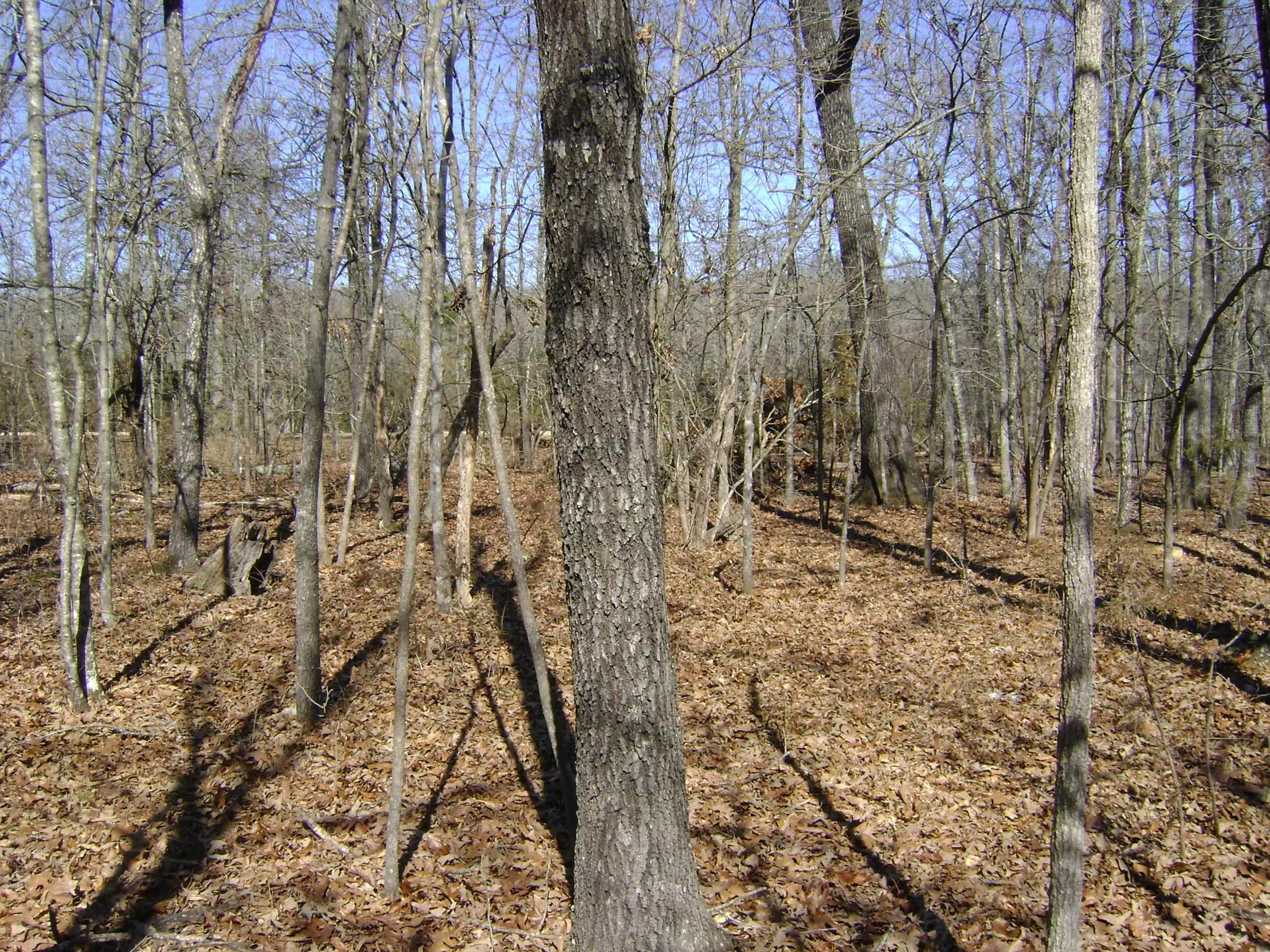 1111  Court Loop  Horseshoe Bend, AR
