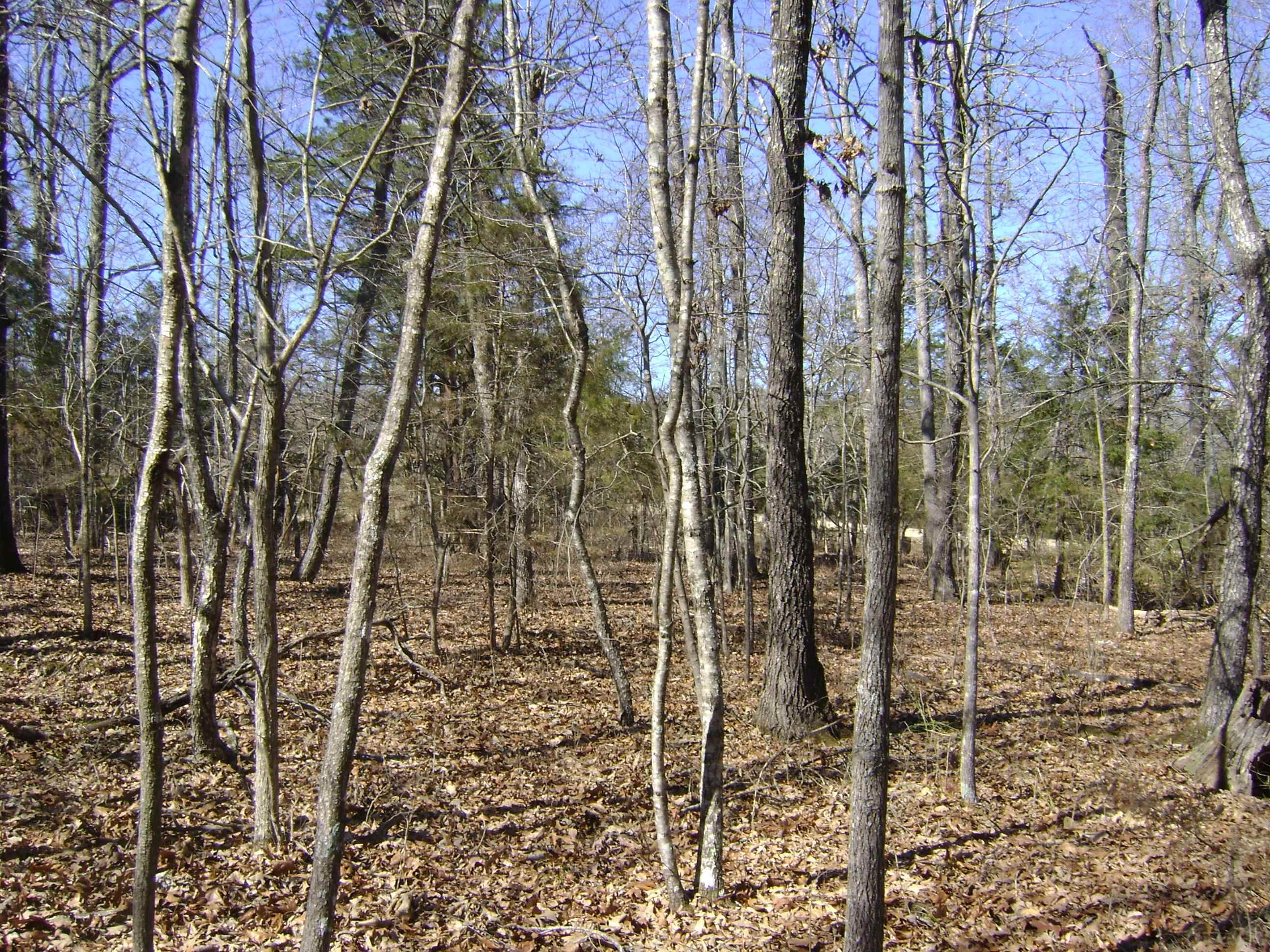 1111  Court Loop  Horseshoe Bend, AR