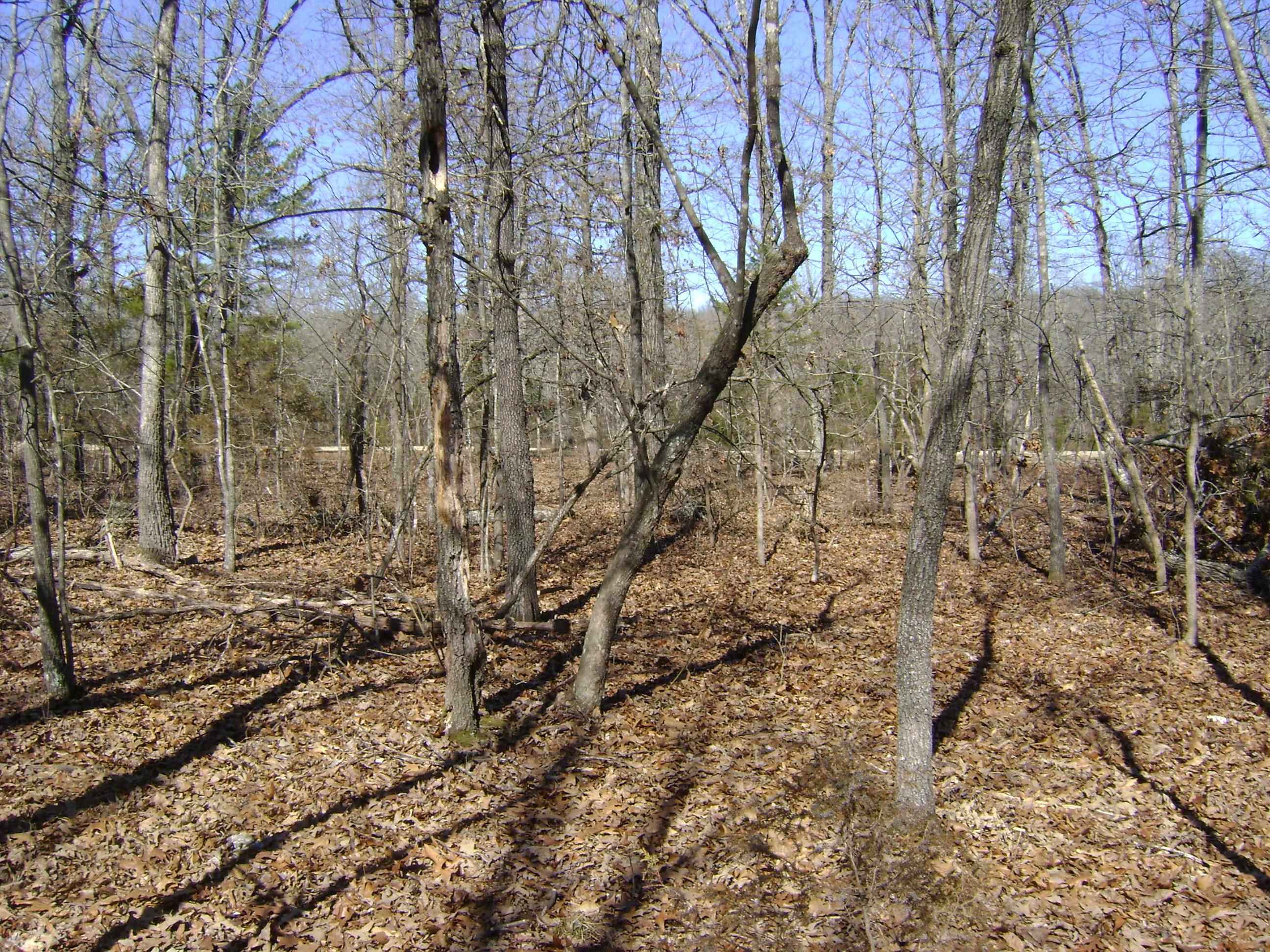 1111  Court Loop  Horseshoe Bend, AR