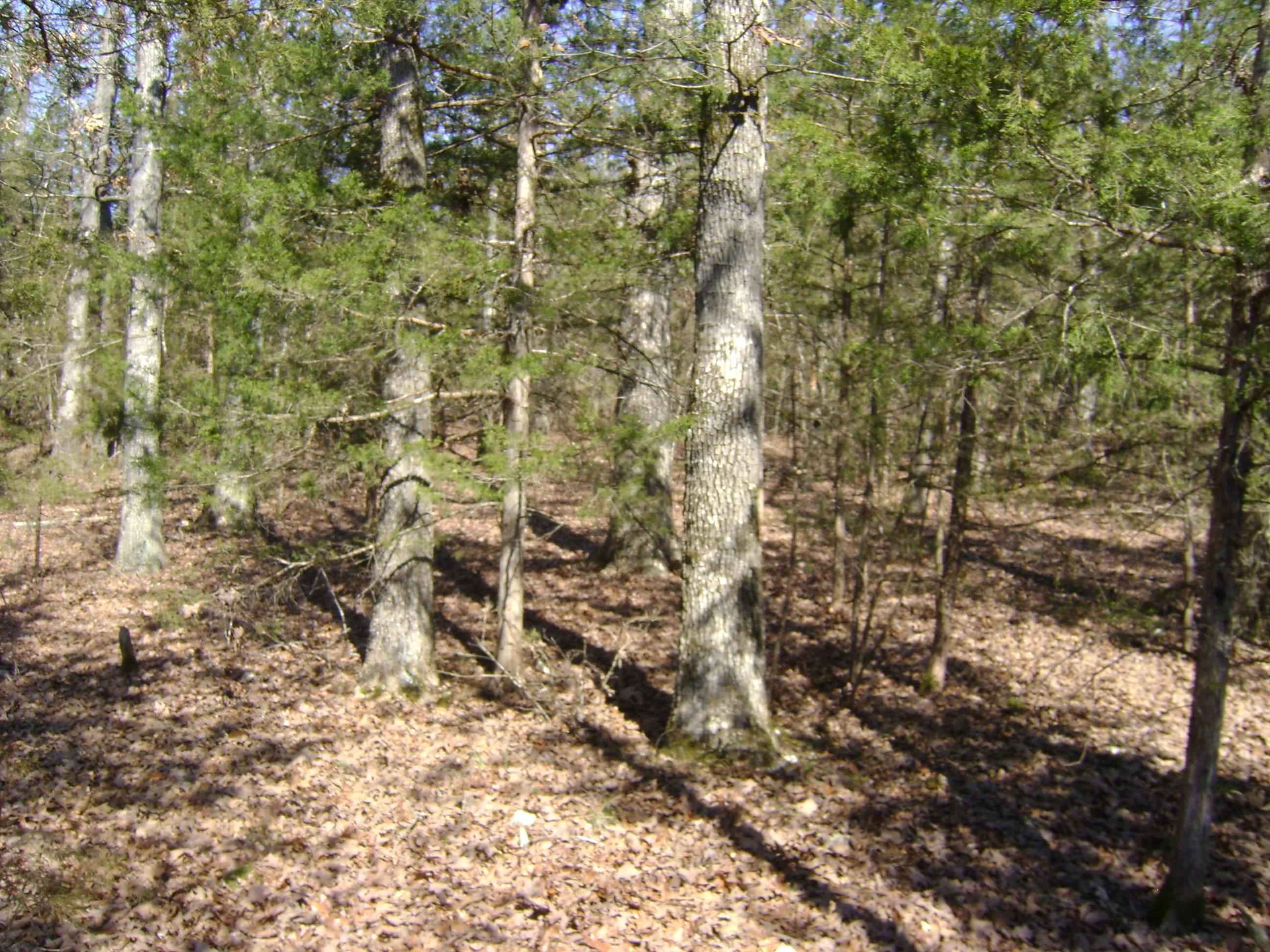 1111  Court Loop  Horseshoe Bend, AR