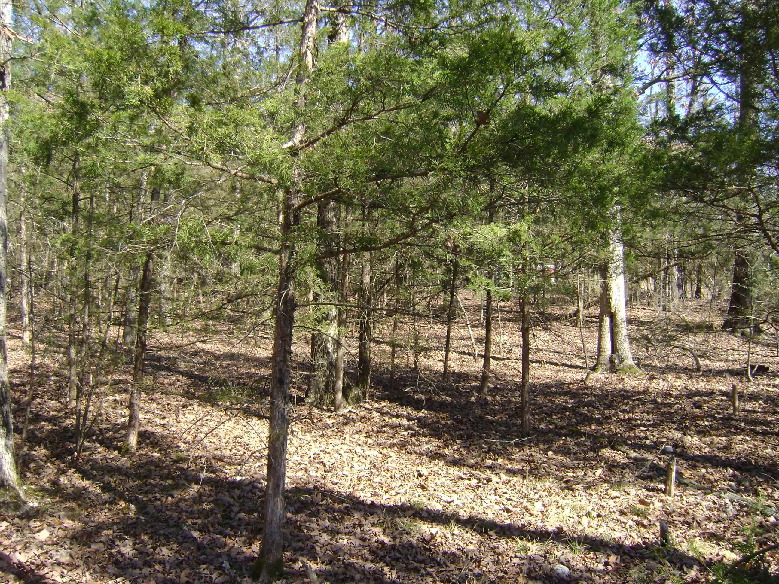 1111  Court Loop  Horseshoe Bend, AR