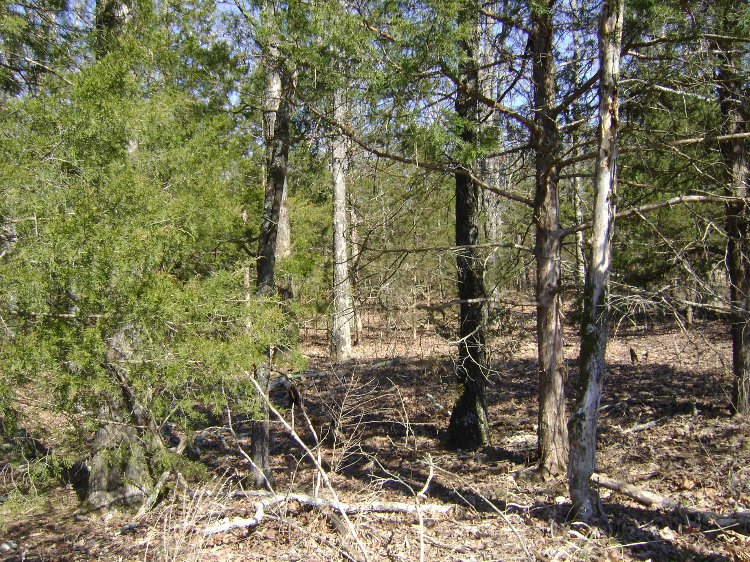 1111  Court Loop  Horseshoe Bend, AR