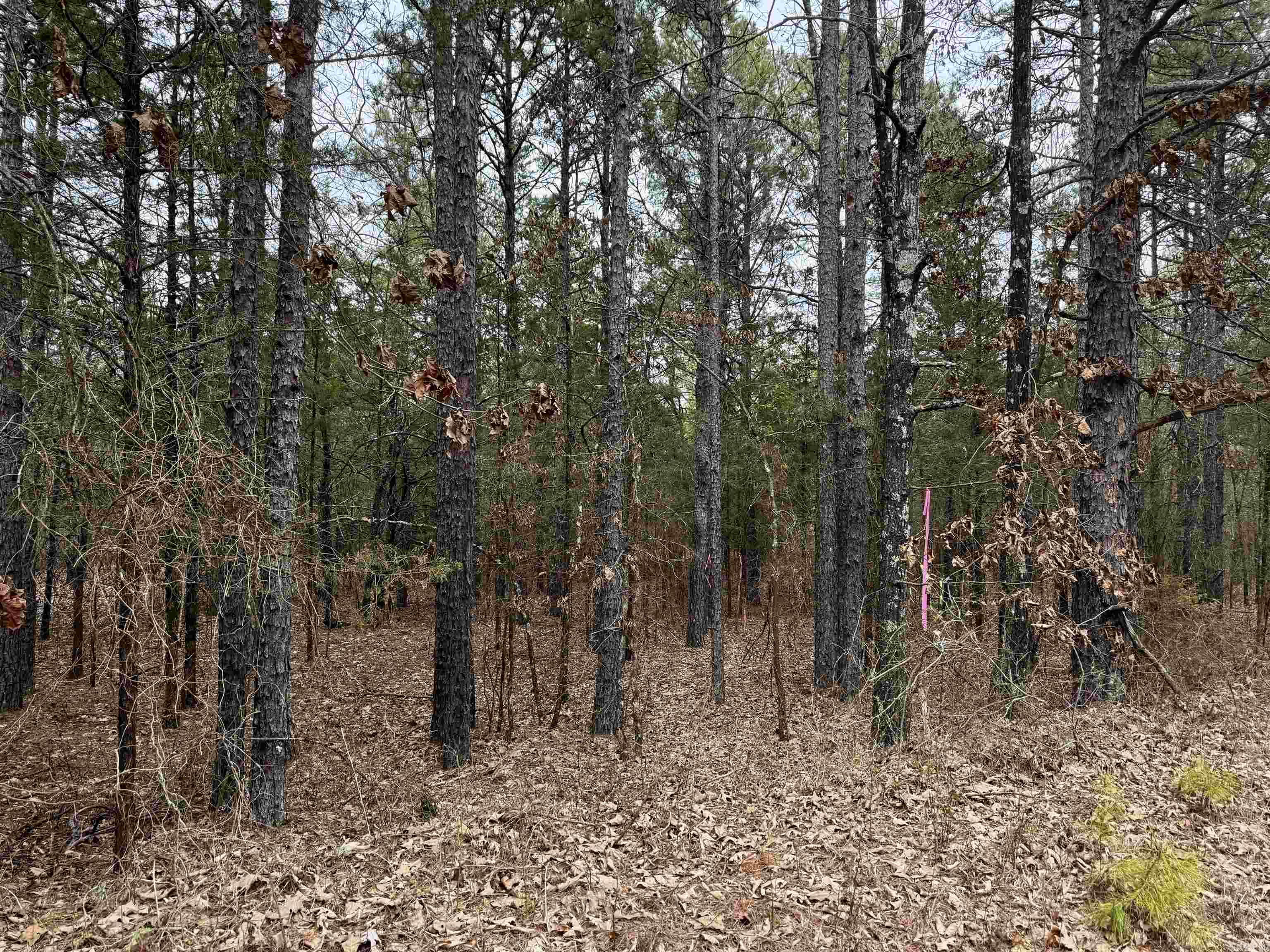 000  Mount Zion  Bee Branch, AR