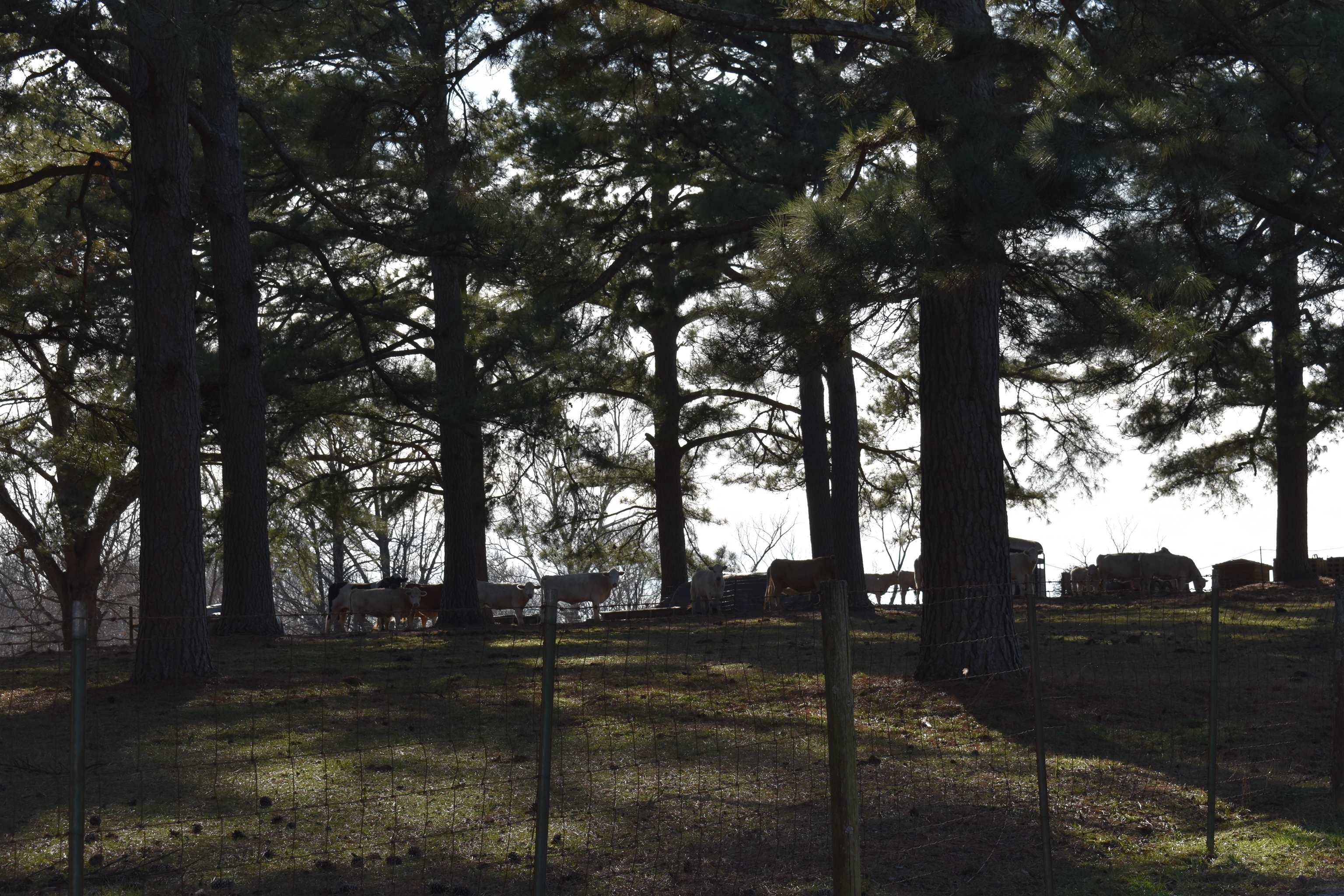 727 CR 311 Jonesboro, AR 72401