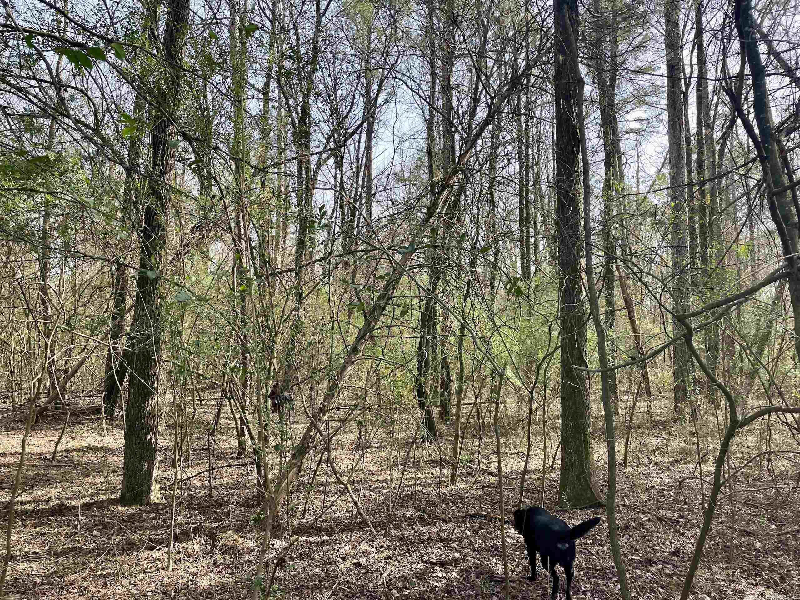 201  Oak Hill  Adona, AR
