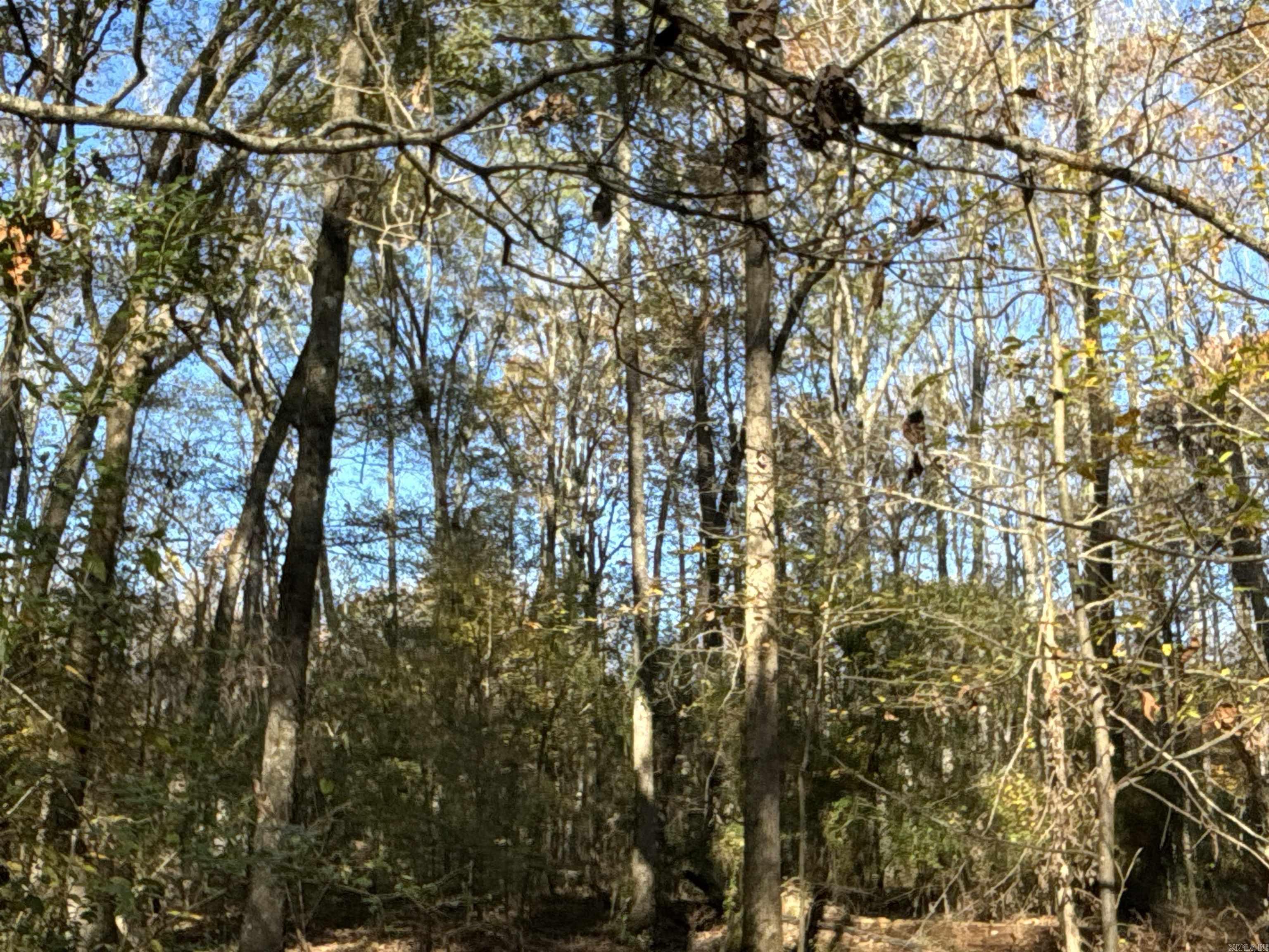 000  Cockelbur  Ward, AR