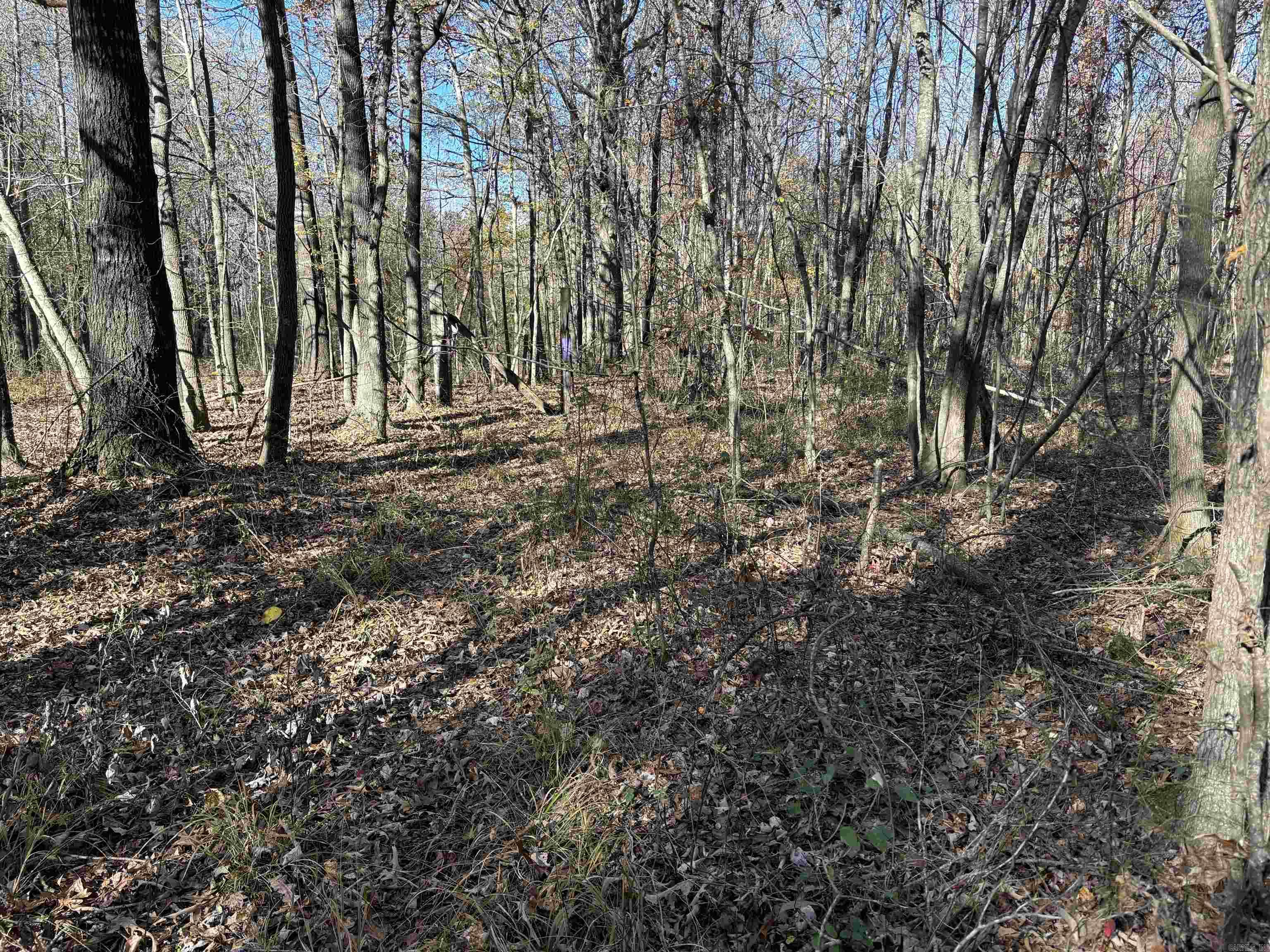 000  Cockelbur  Ward, AR