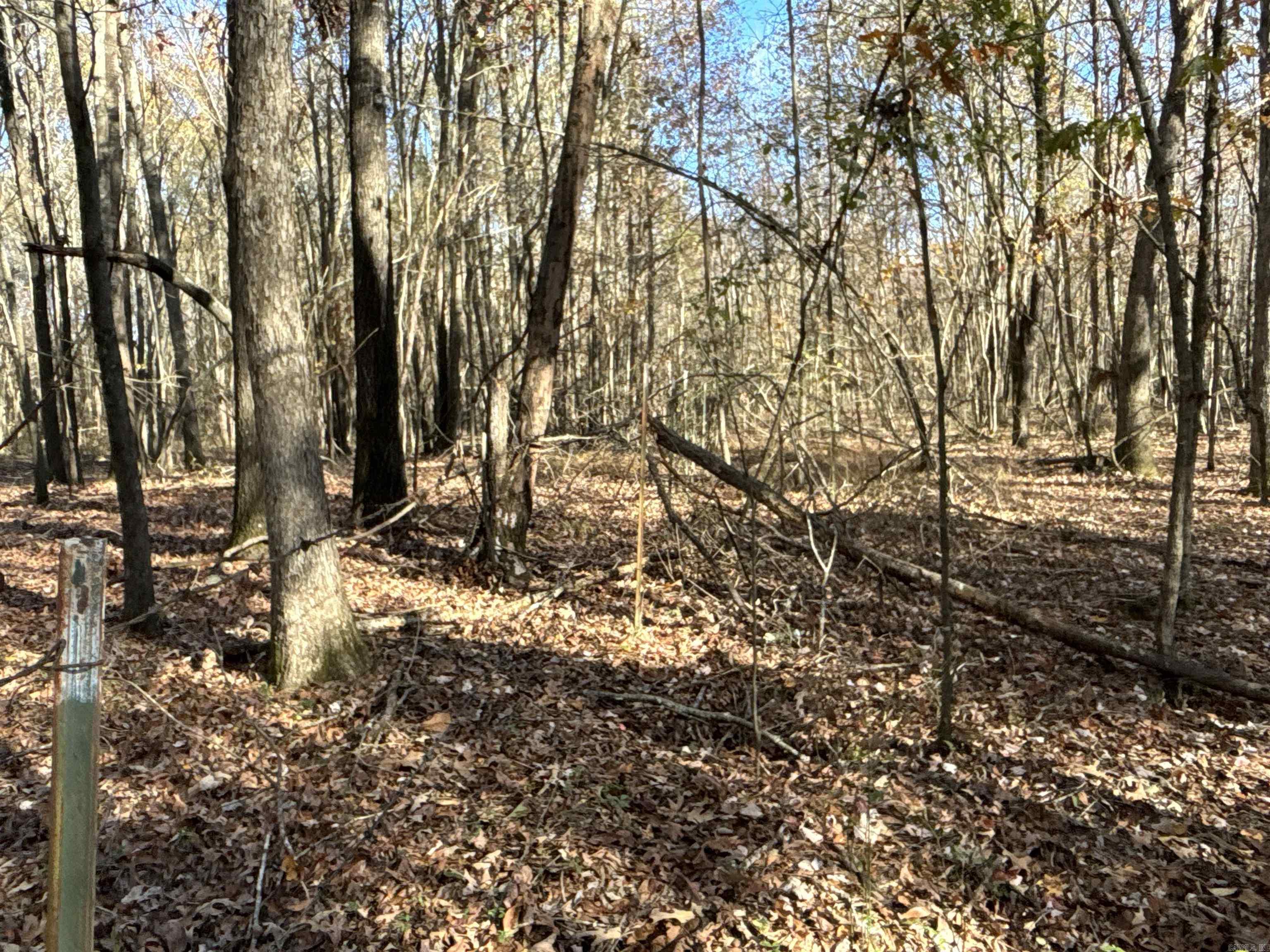 000  Cockelbur  Ward, AR