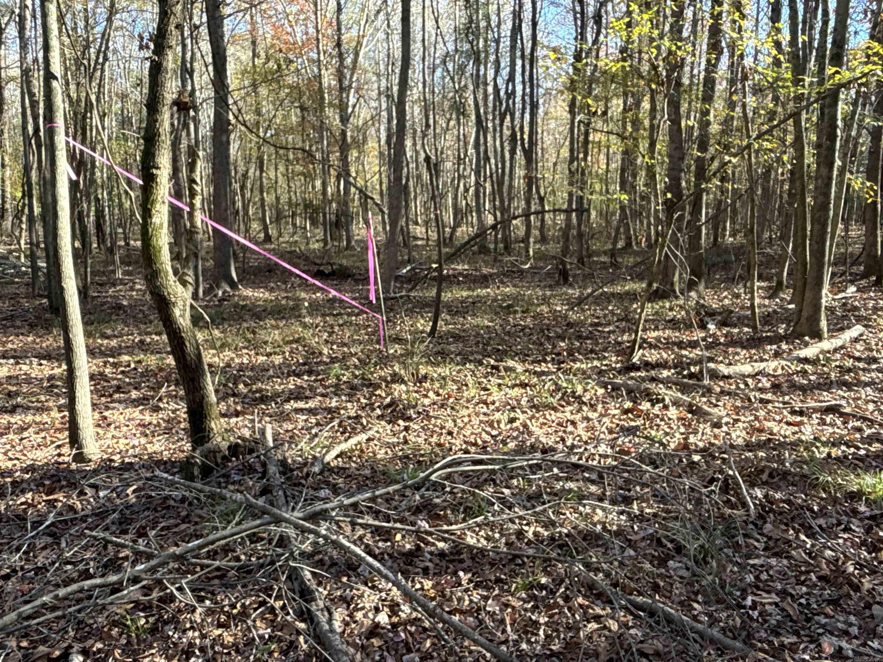 000  Cockelbur  Ward, AR