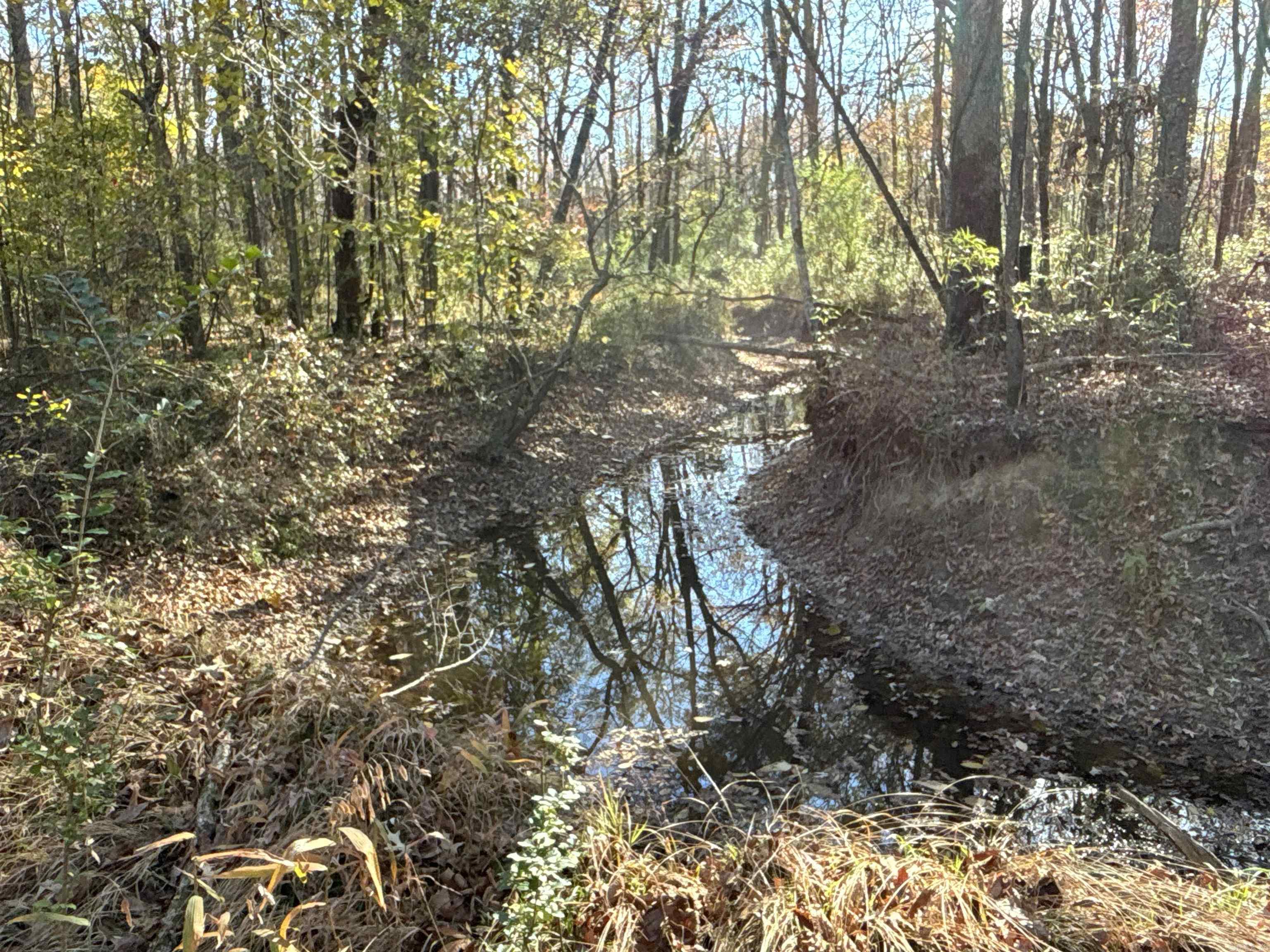 000  Cockelbur  Ward, AR