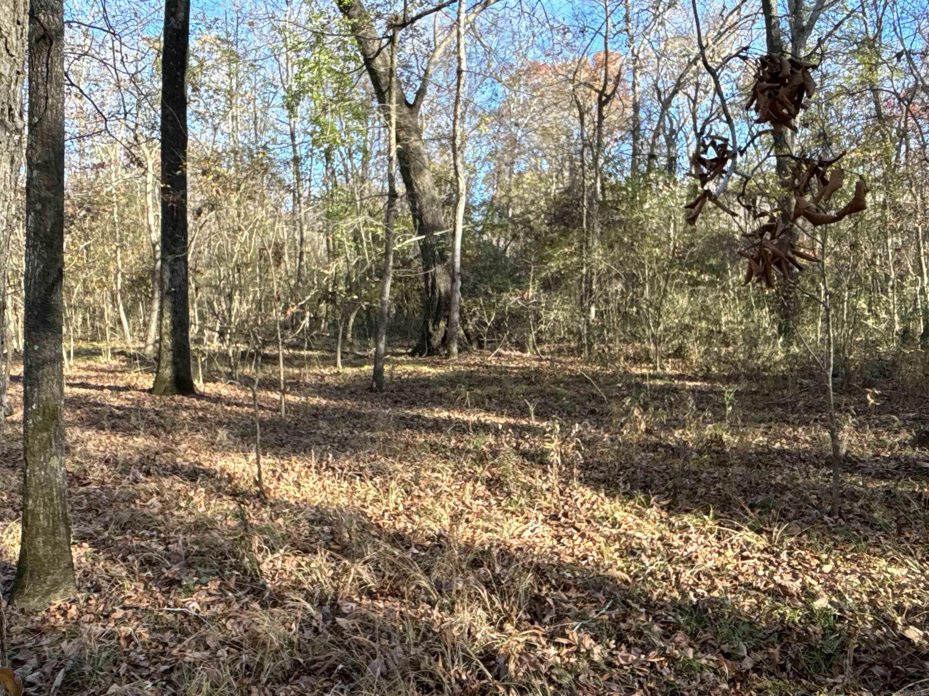 000  Cockelbur  Ward, AR