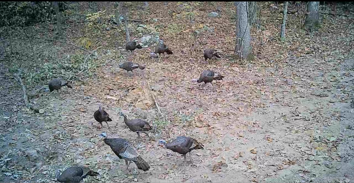 0  Swaim Hill  Batesville, AR