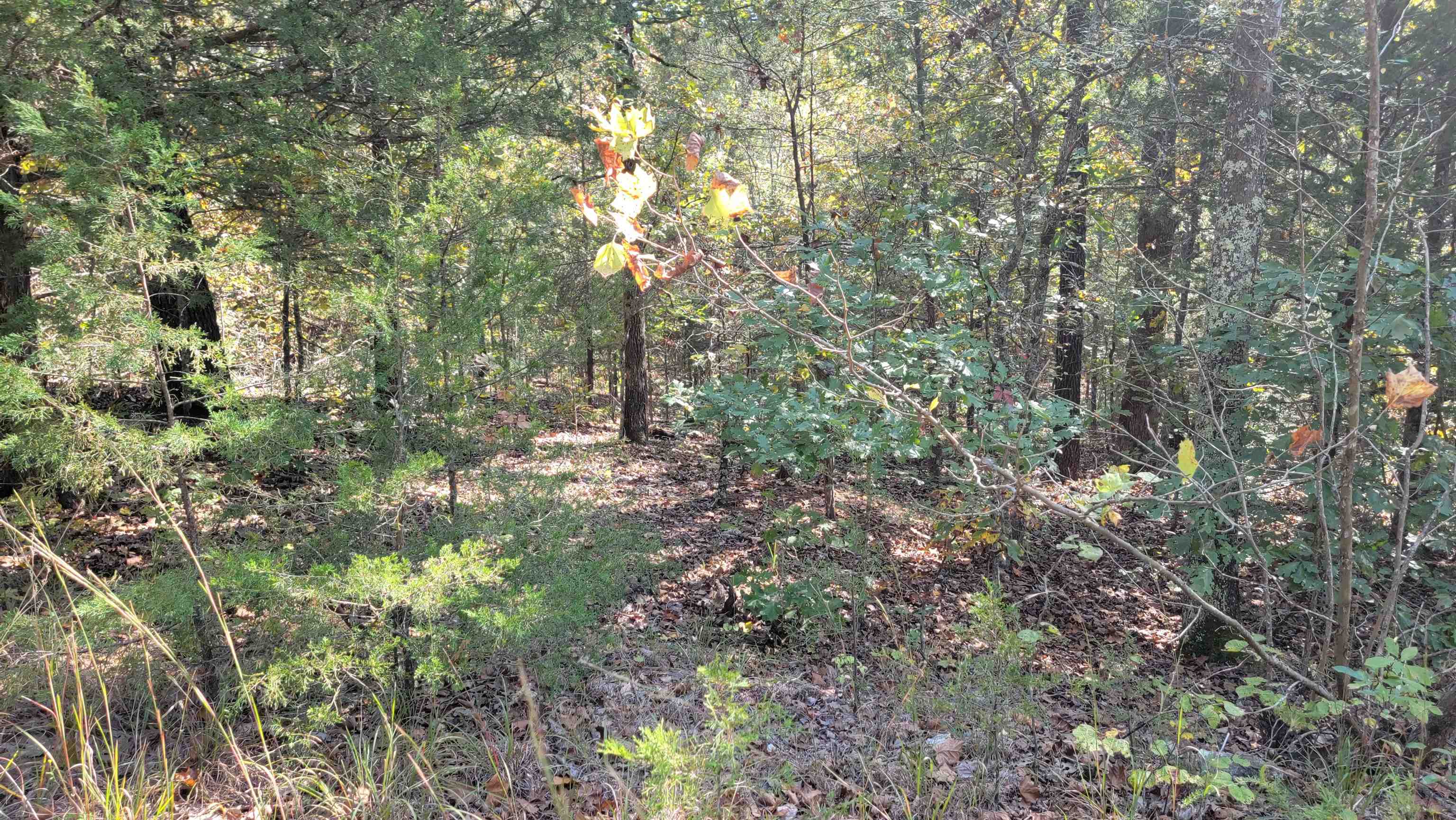 L52 B9  Pahokee  Cherokee Village, AR