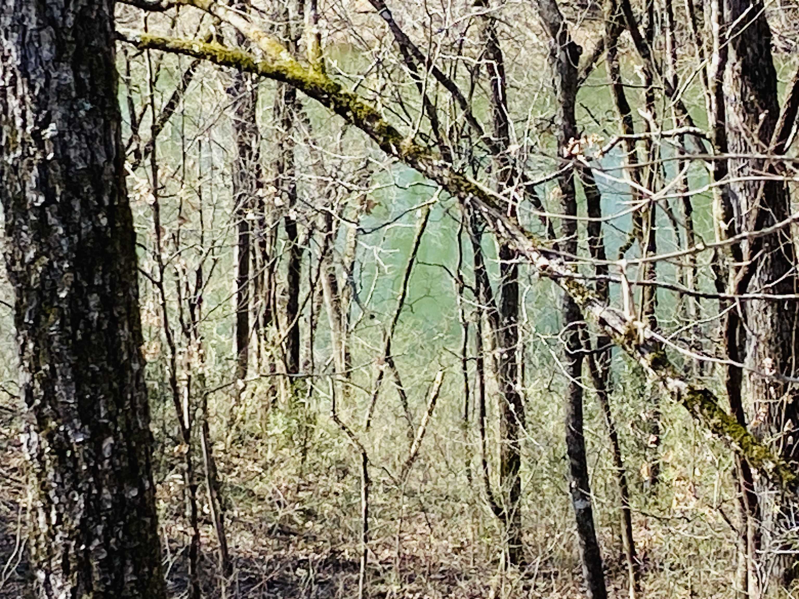 222  Culp  Calico Rock, AR