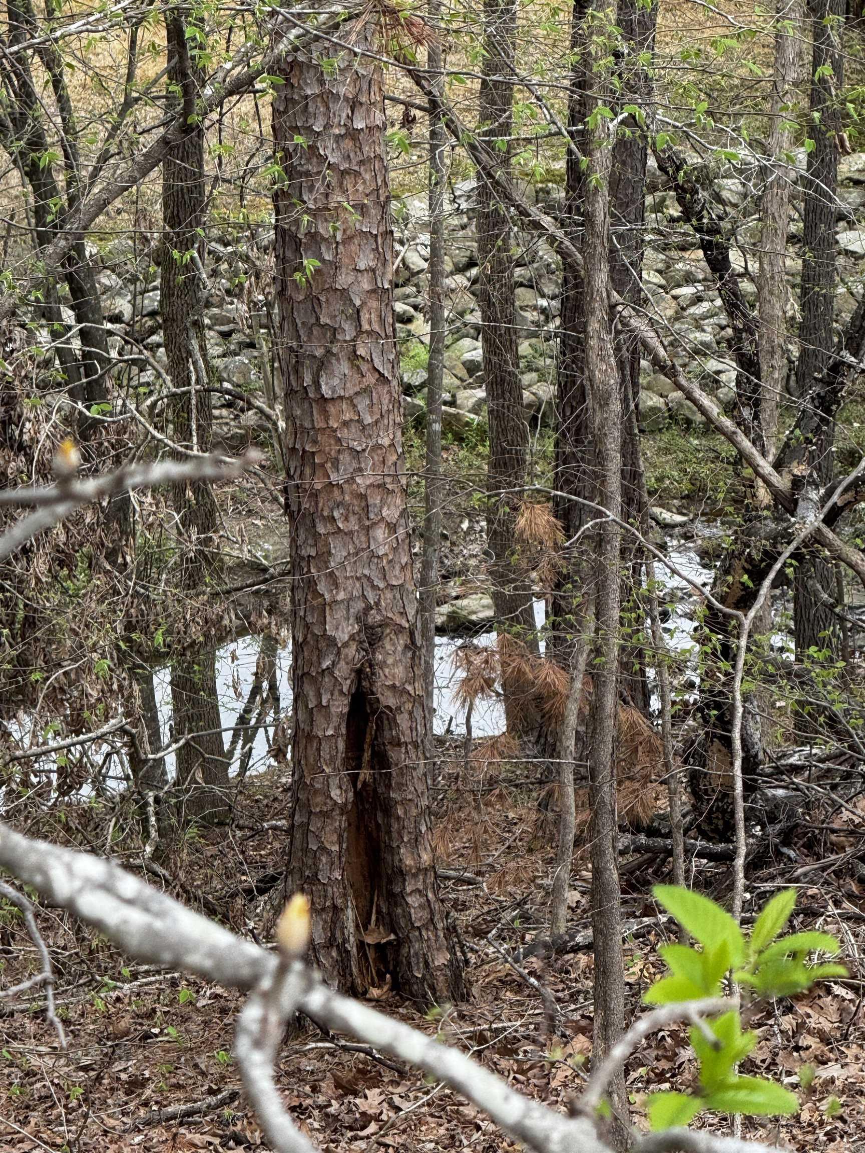 Lot 31  Forest View  Hot Springs, AR