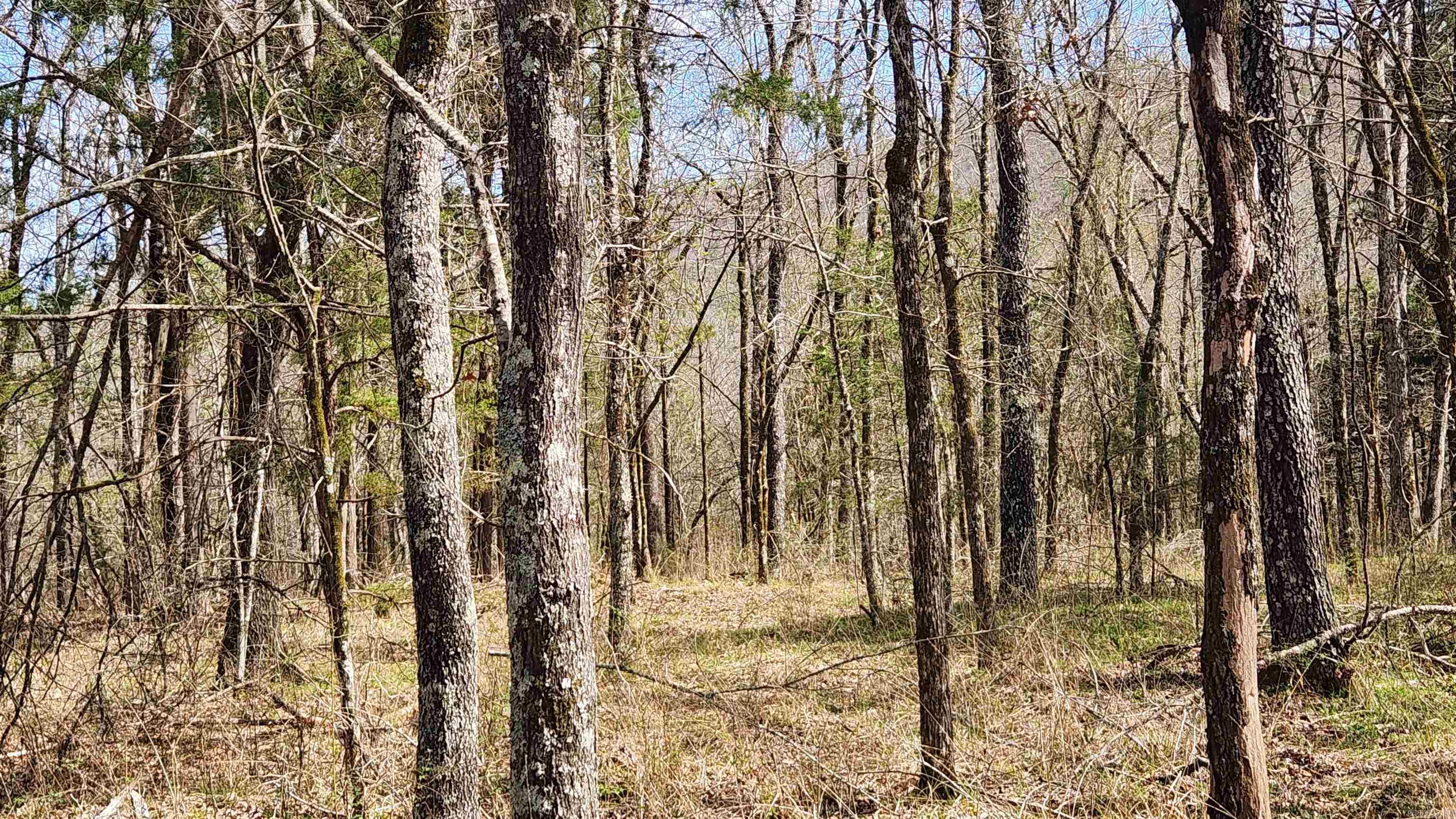 TBD  Markerville Road  Story, AR