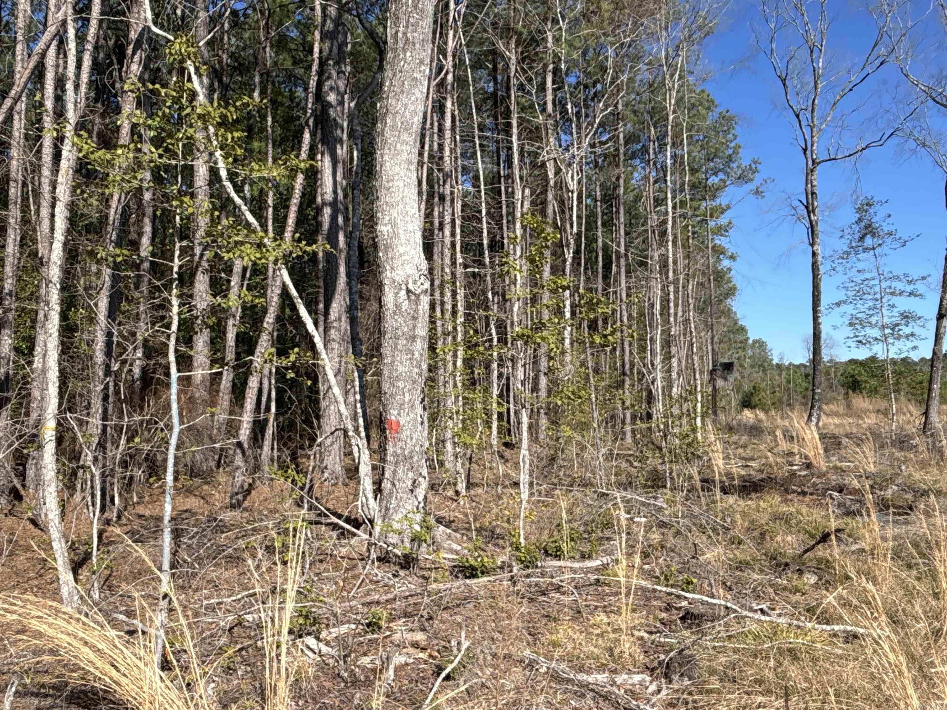 1  West Dallas County Line 20  Sparkman, AR