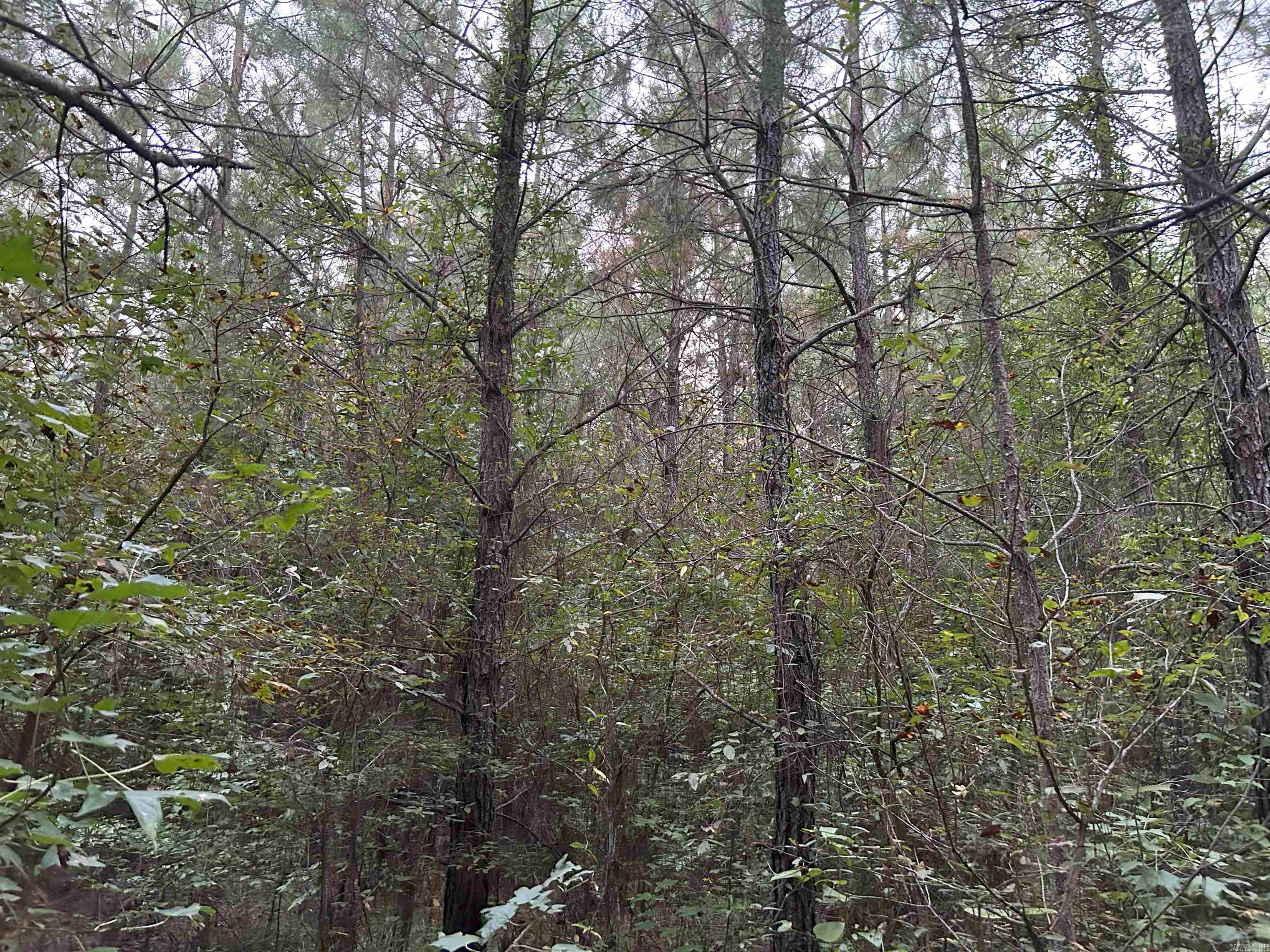 CR 40 E Whelen Rd  Gurdon, AR