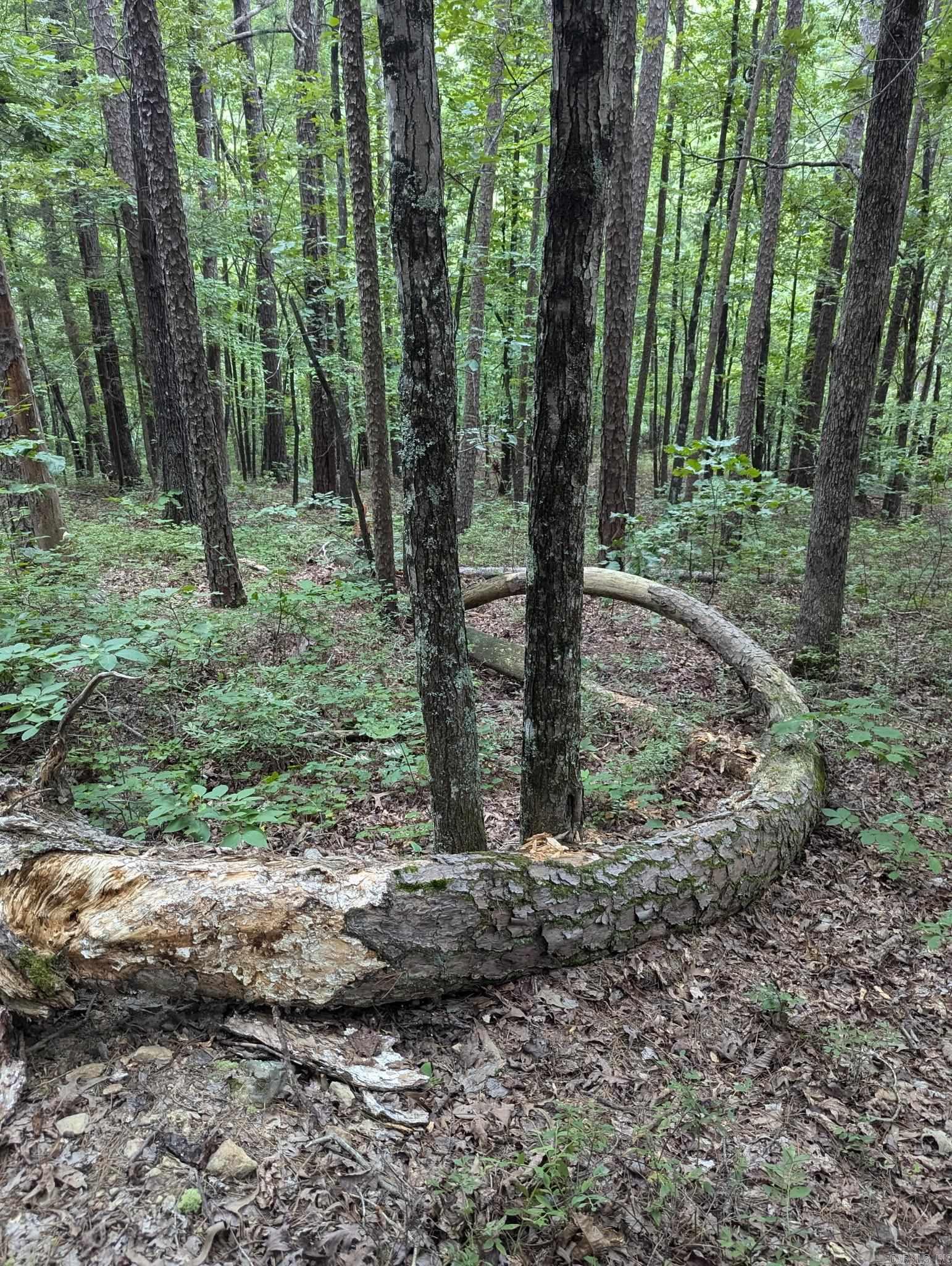 0000  Lute Mountain Road  Shirley, AR