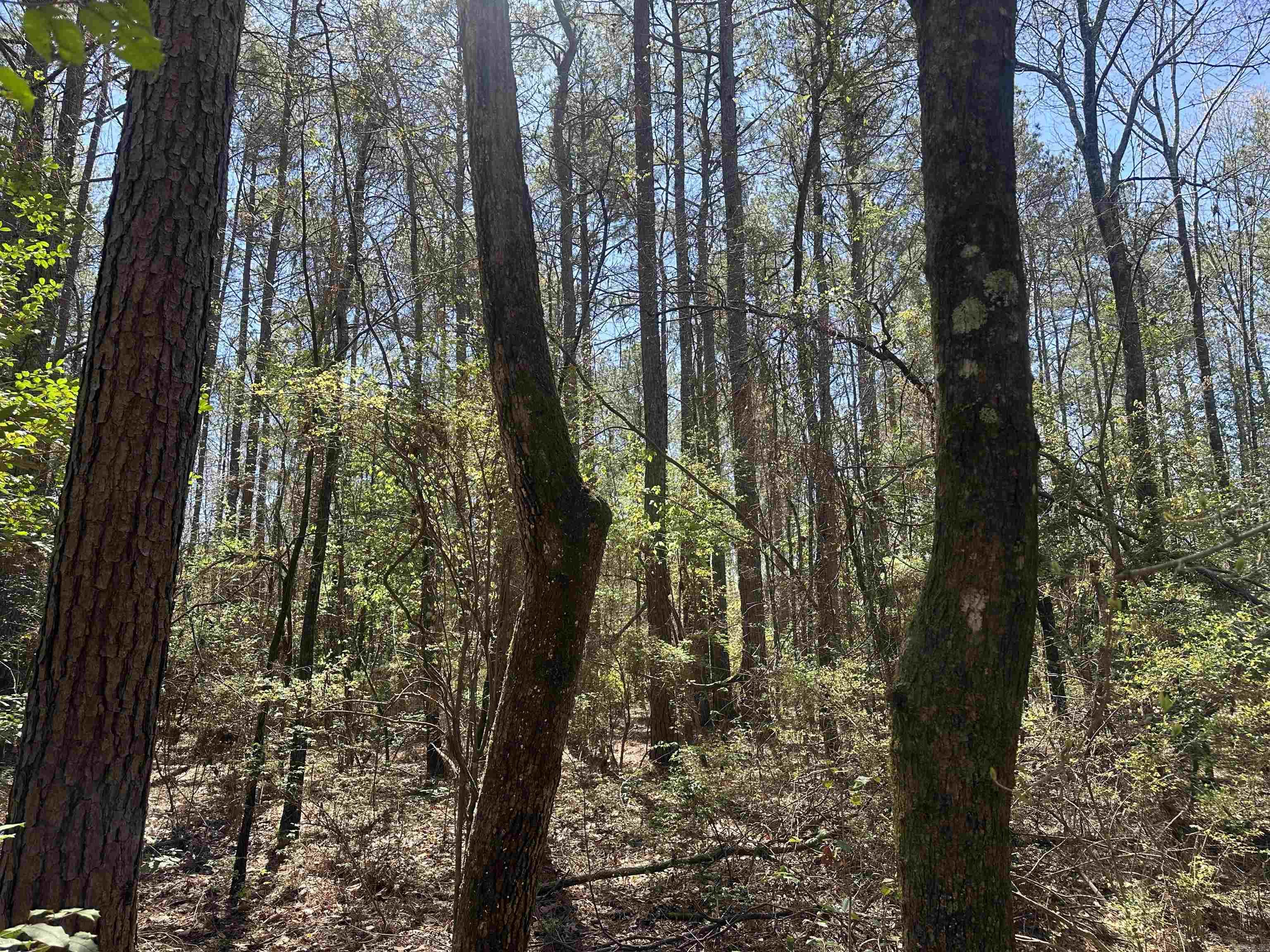 5-14-15  Calhoun CR 259  Locust Bayou, AR