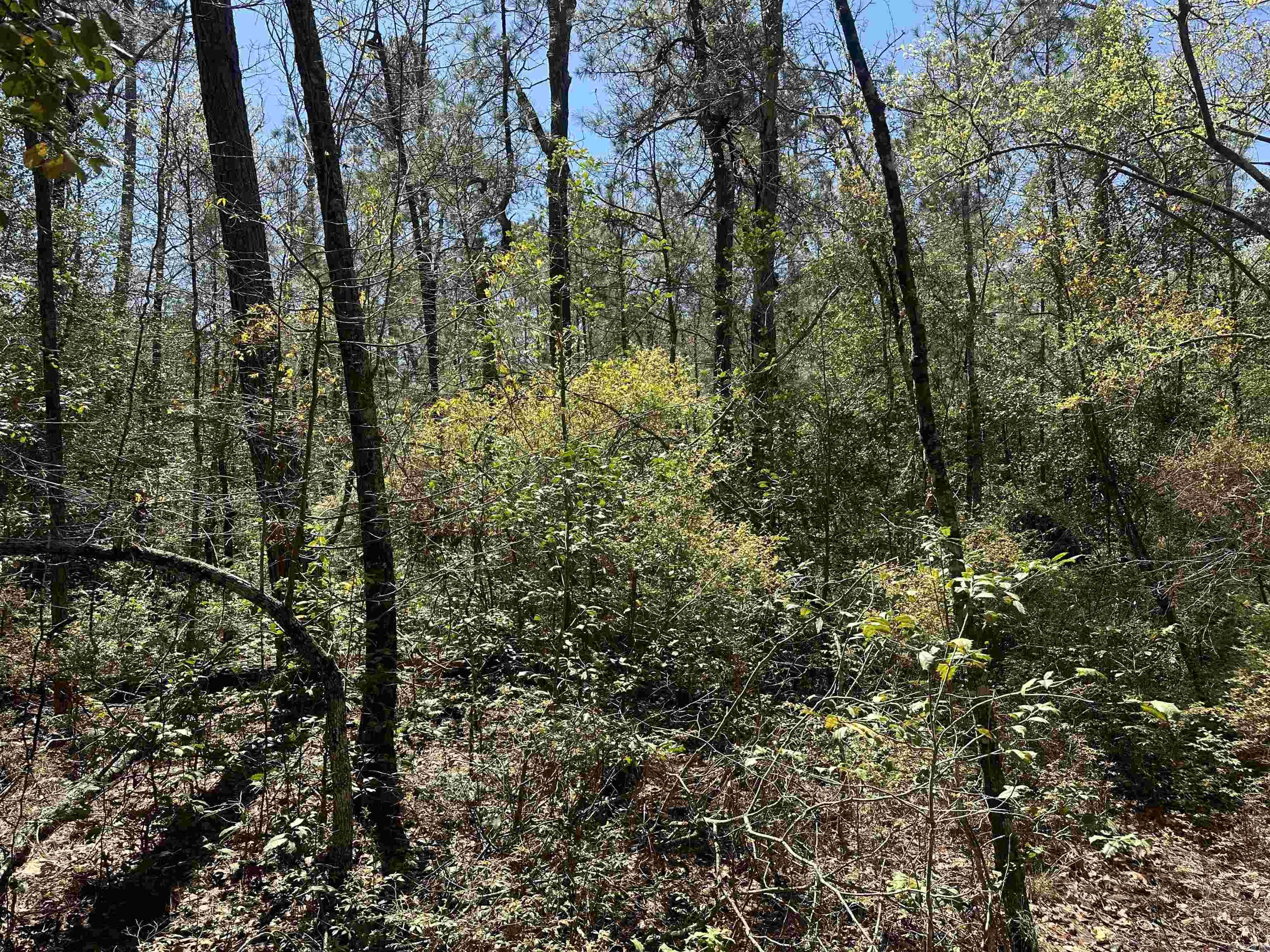5-14-15  Calhoun CR 259  Locust Bayou, AR