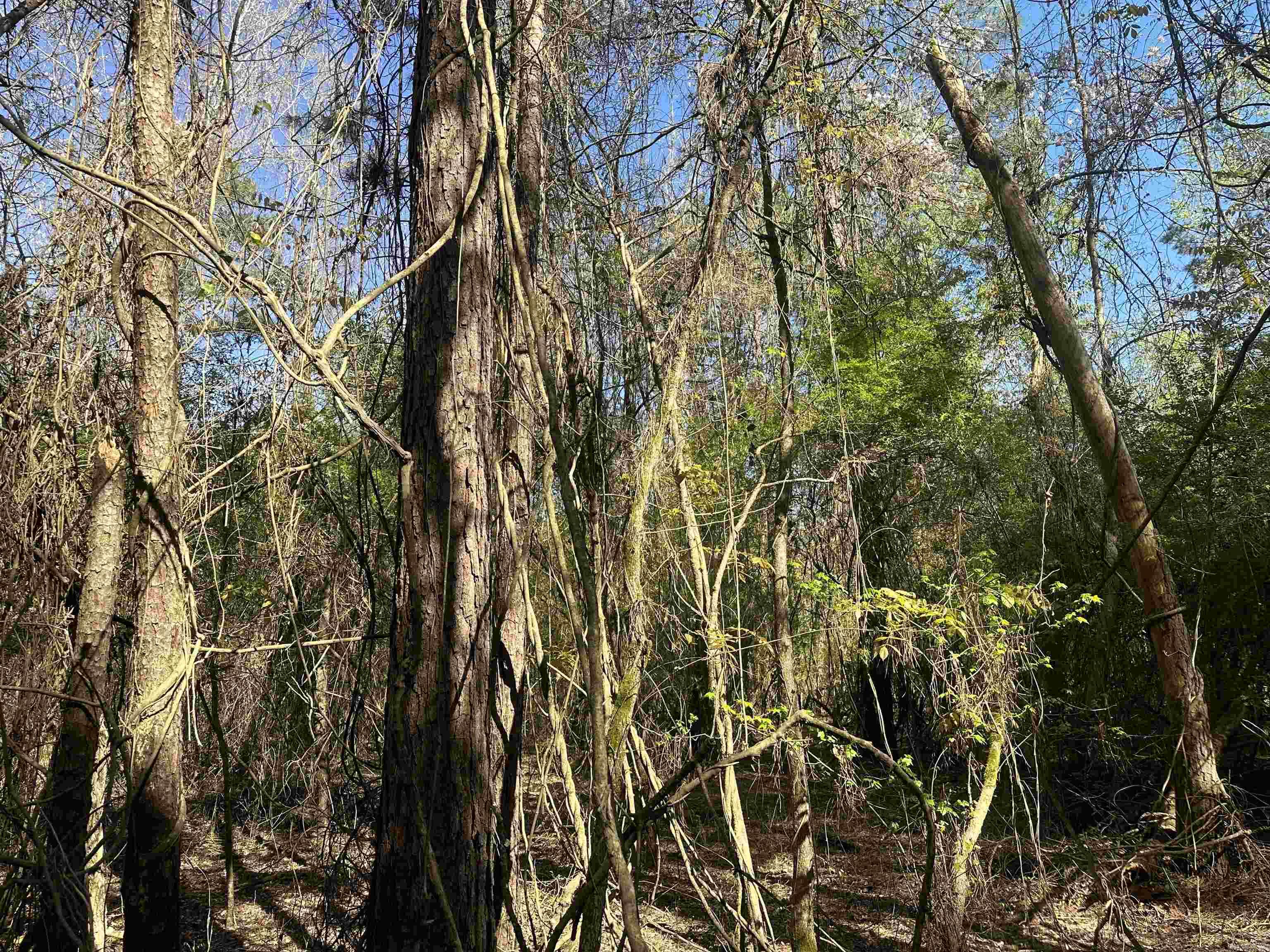 5-14-15  Calhoun CR 259  Locust Bayou, AR