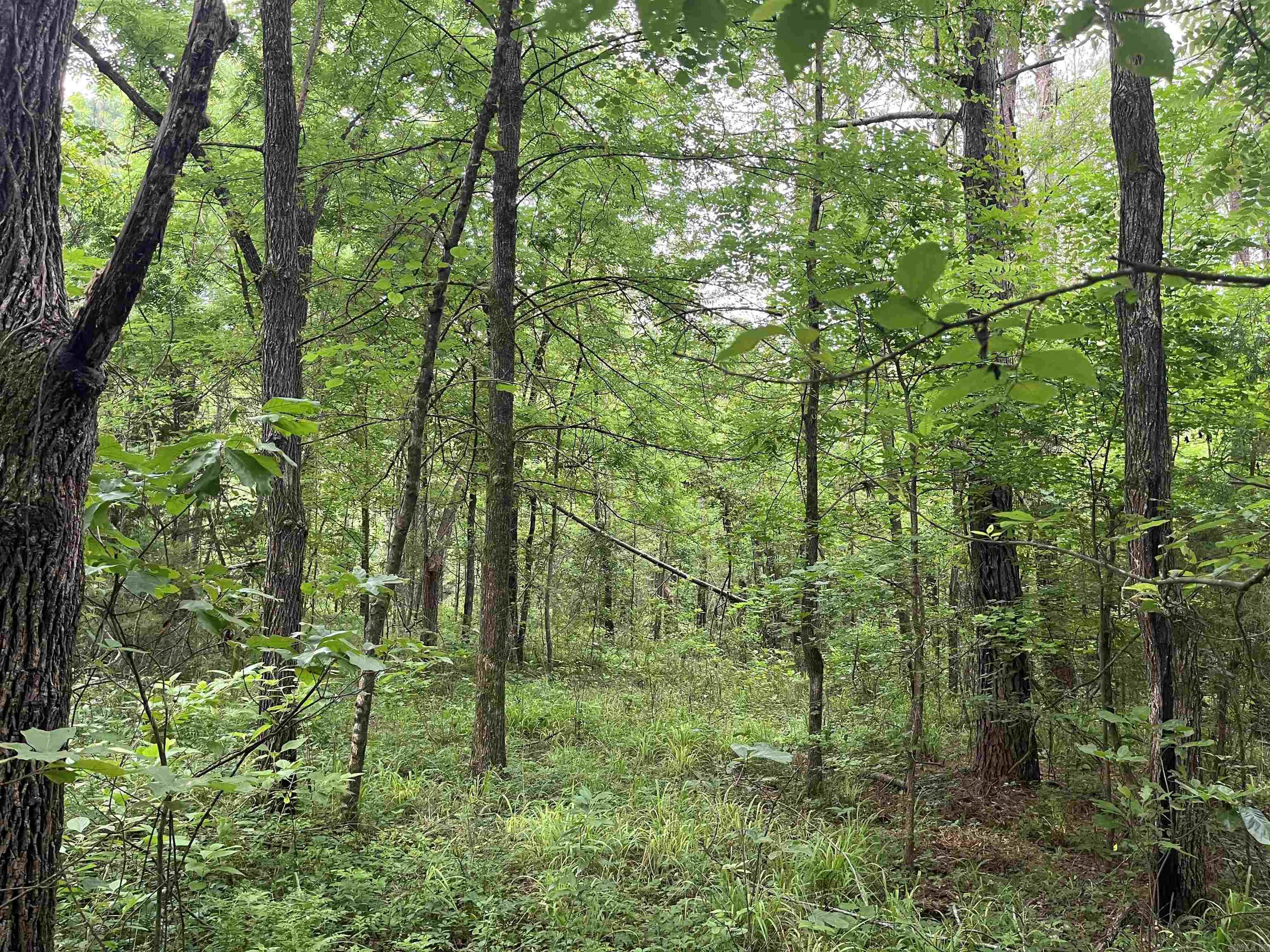 6-15-17  Ouachita CR 47  Camden, AR