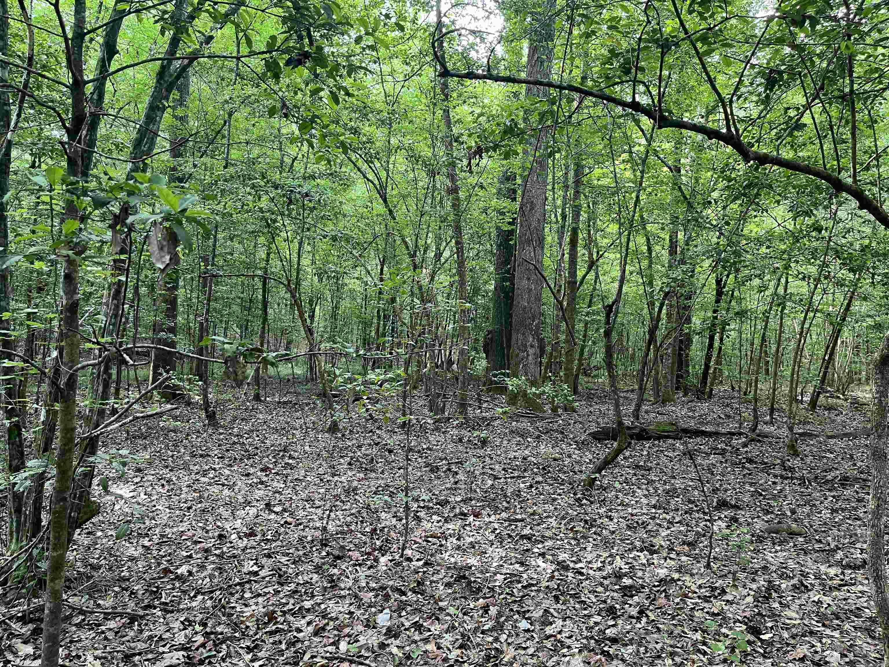 6-15-17  Ouachita CR 47  Camden, AR