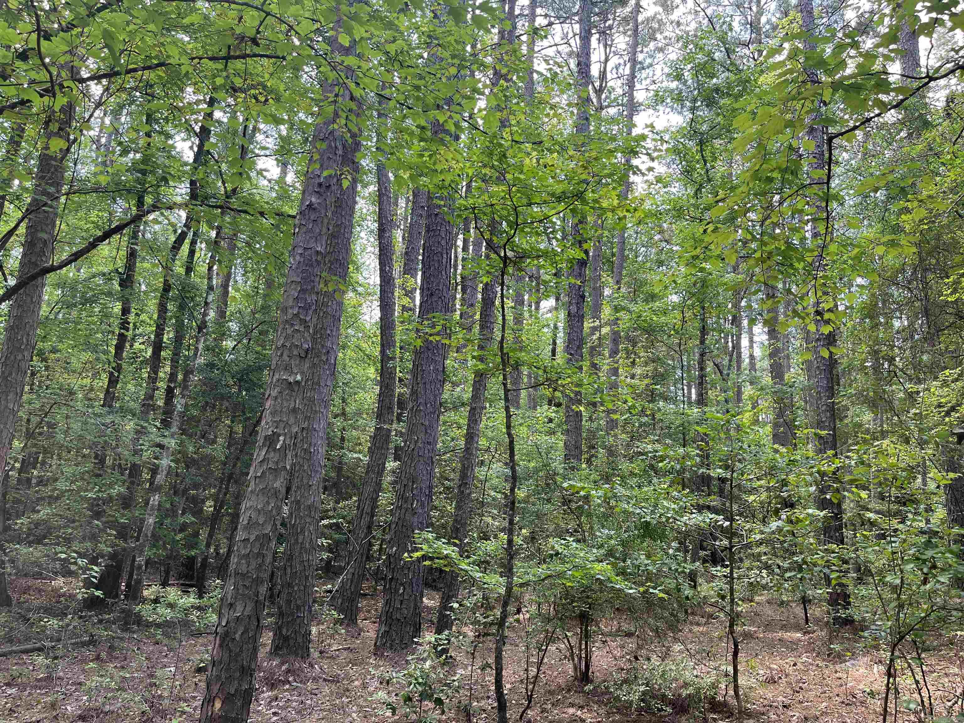 8-15-17  Ouachita CR 47  Camden, AR