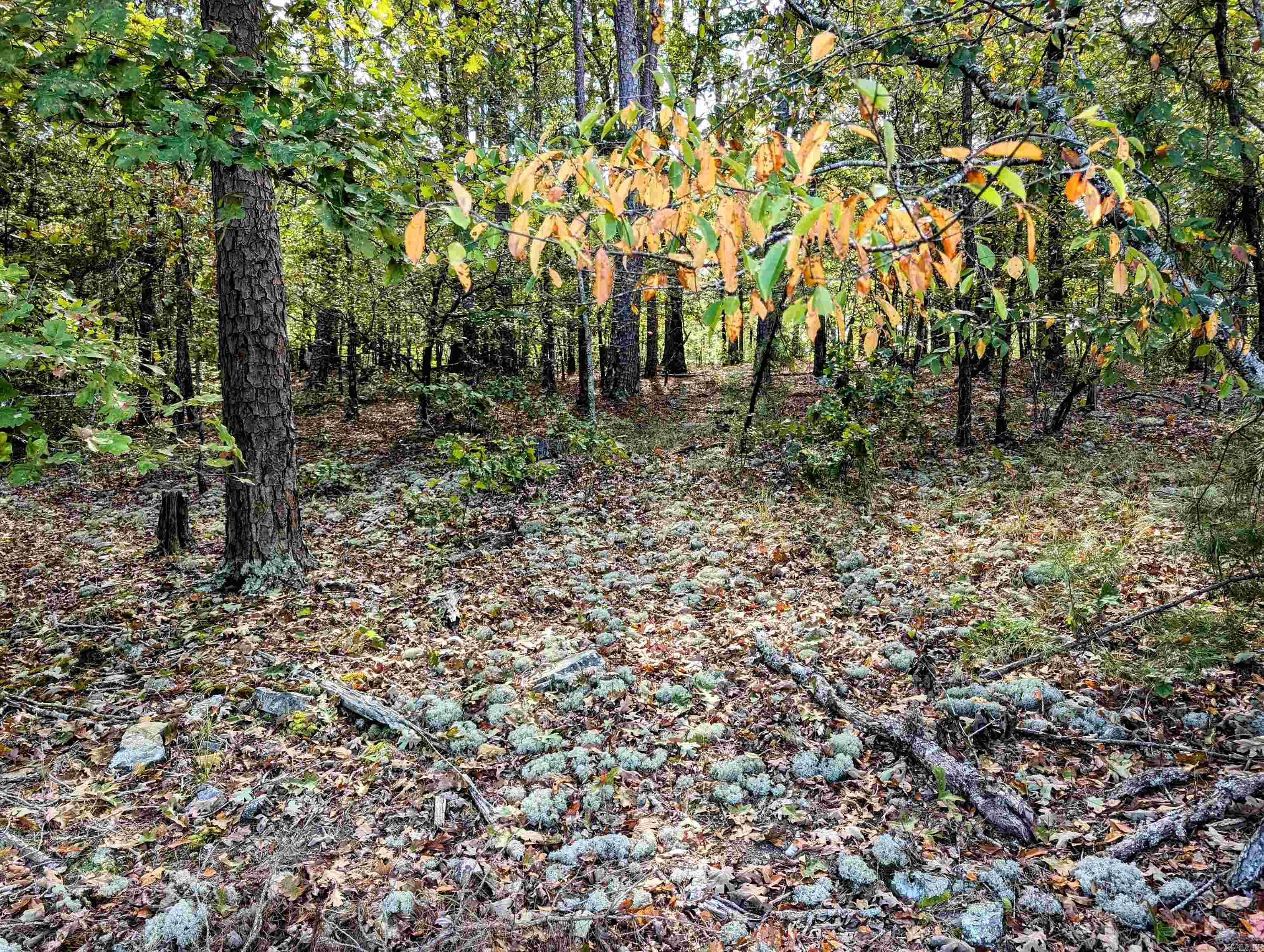 64  Letrista  Hot Springs Village, AR