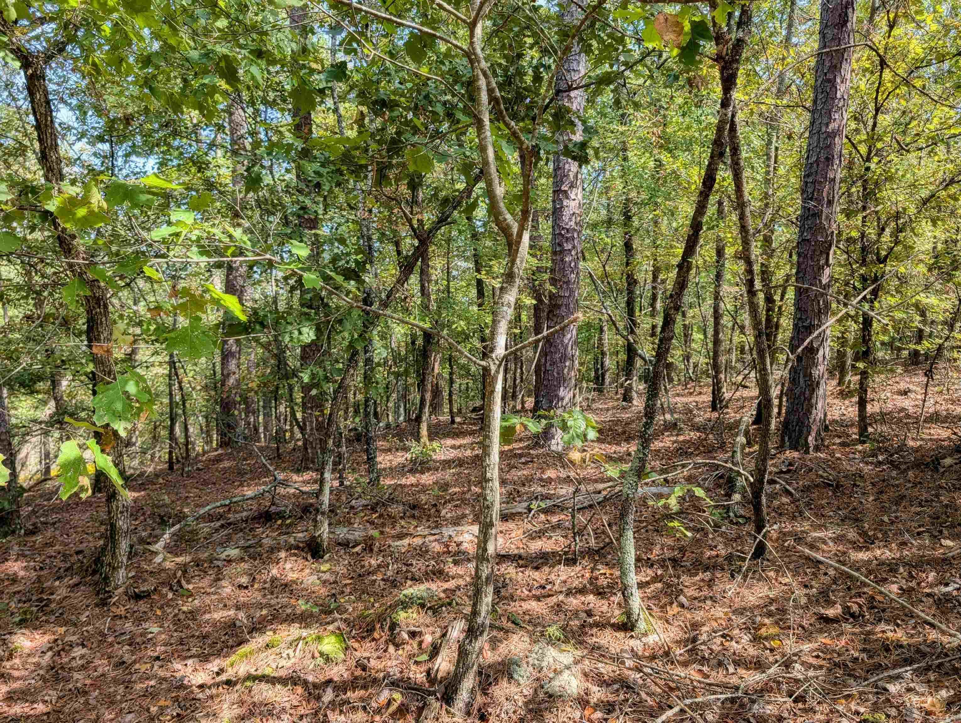 64  Letrista  Hot Springs Village, AR