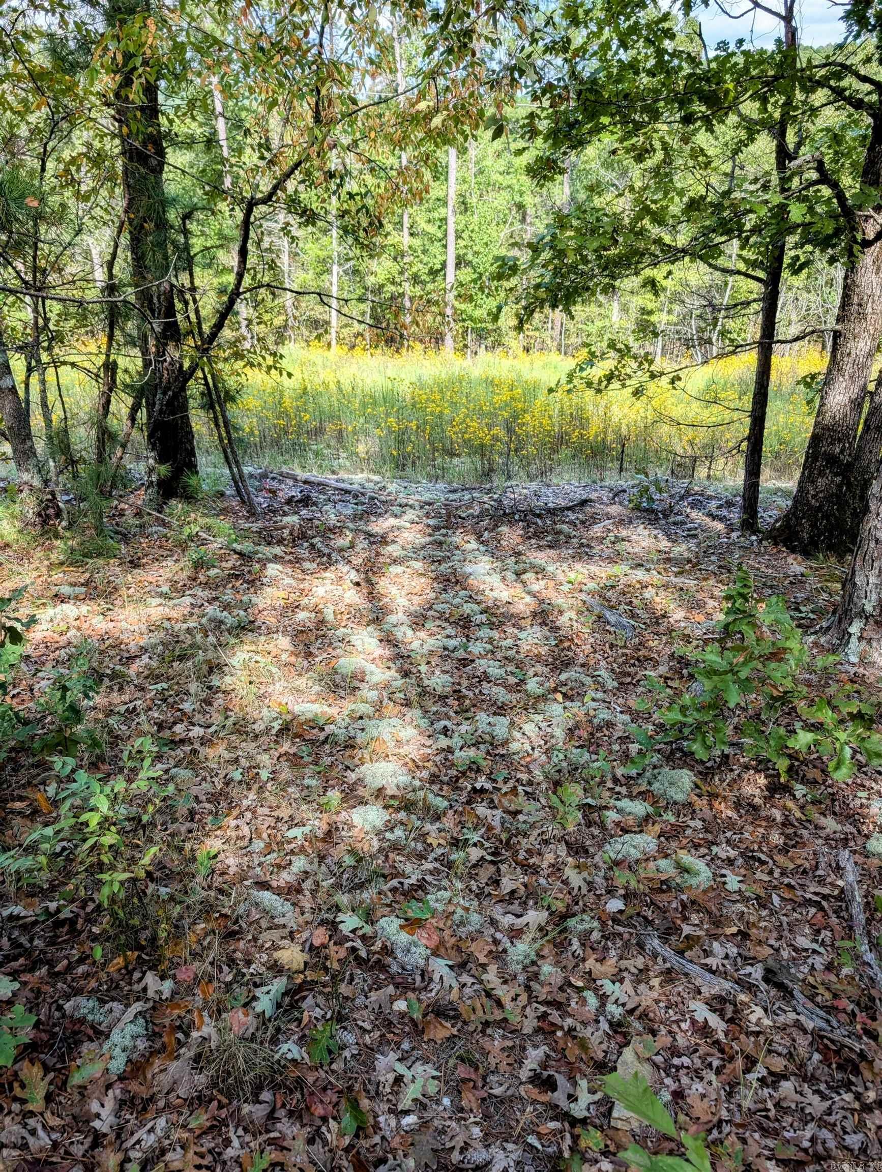 64  Letrista  Hot Springs Village, AR
