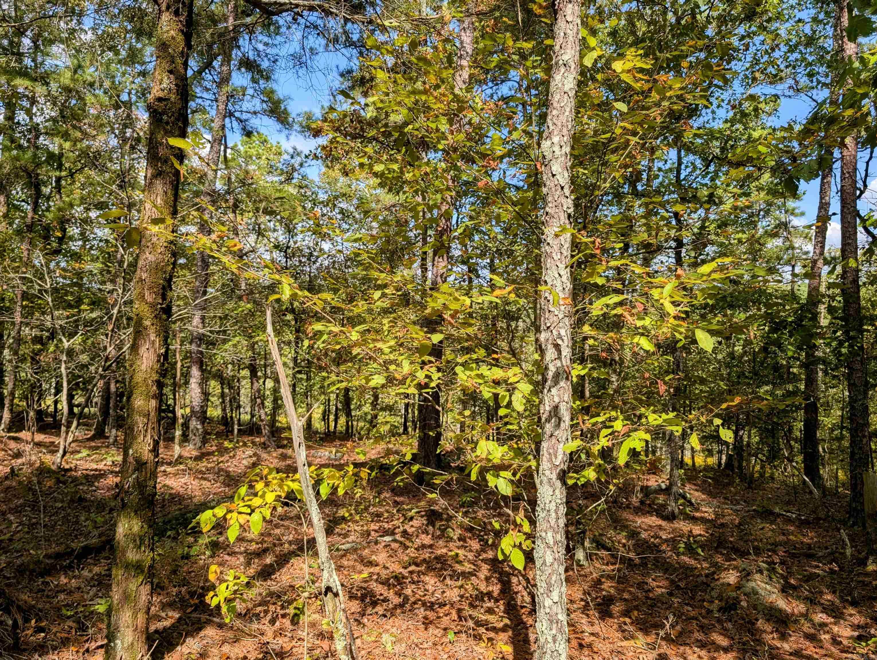 64  Letrista  Hot Springs Village, AR