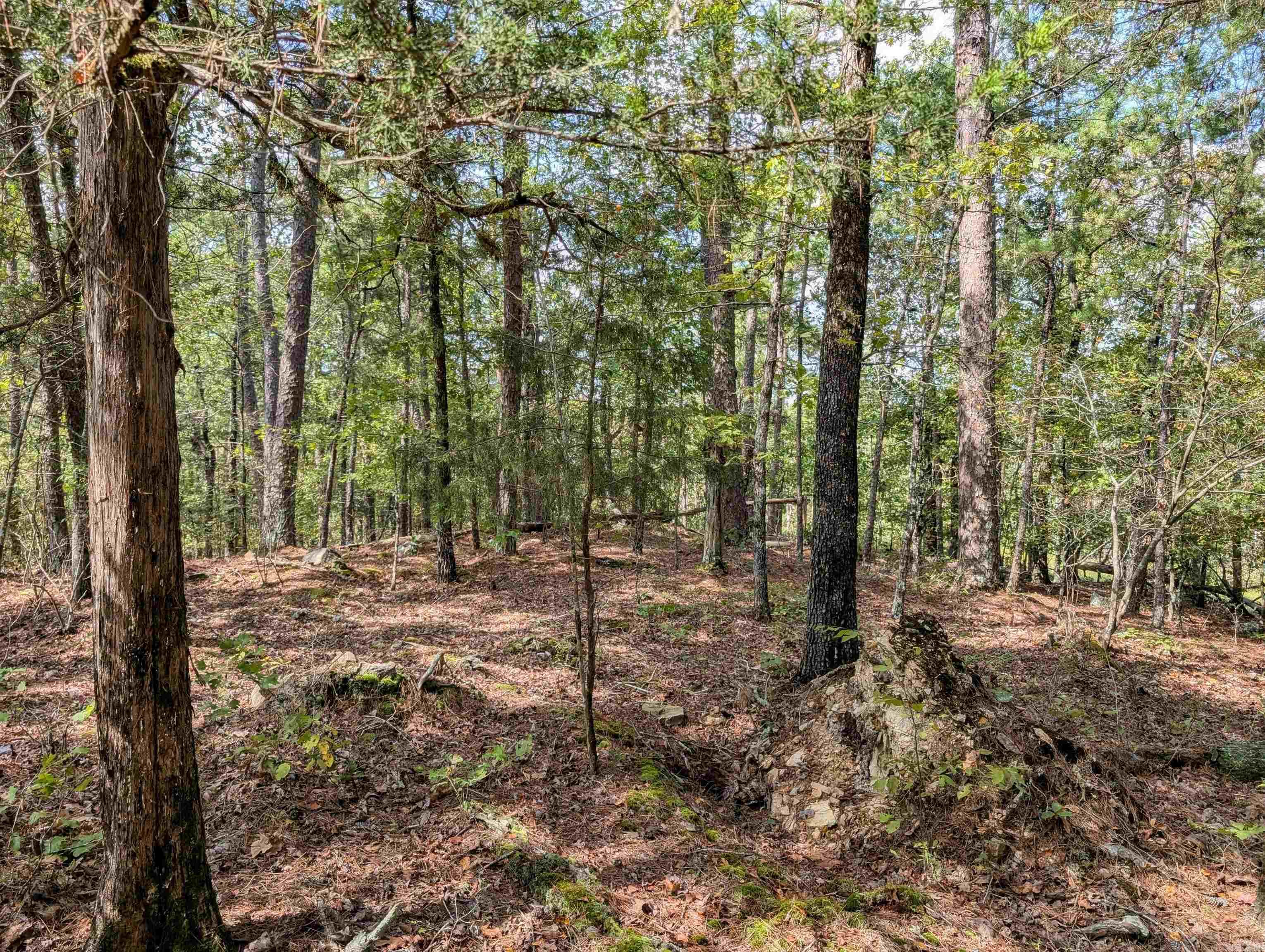 64  Letrista  Hot Springs Village, AR