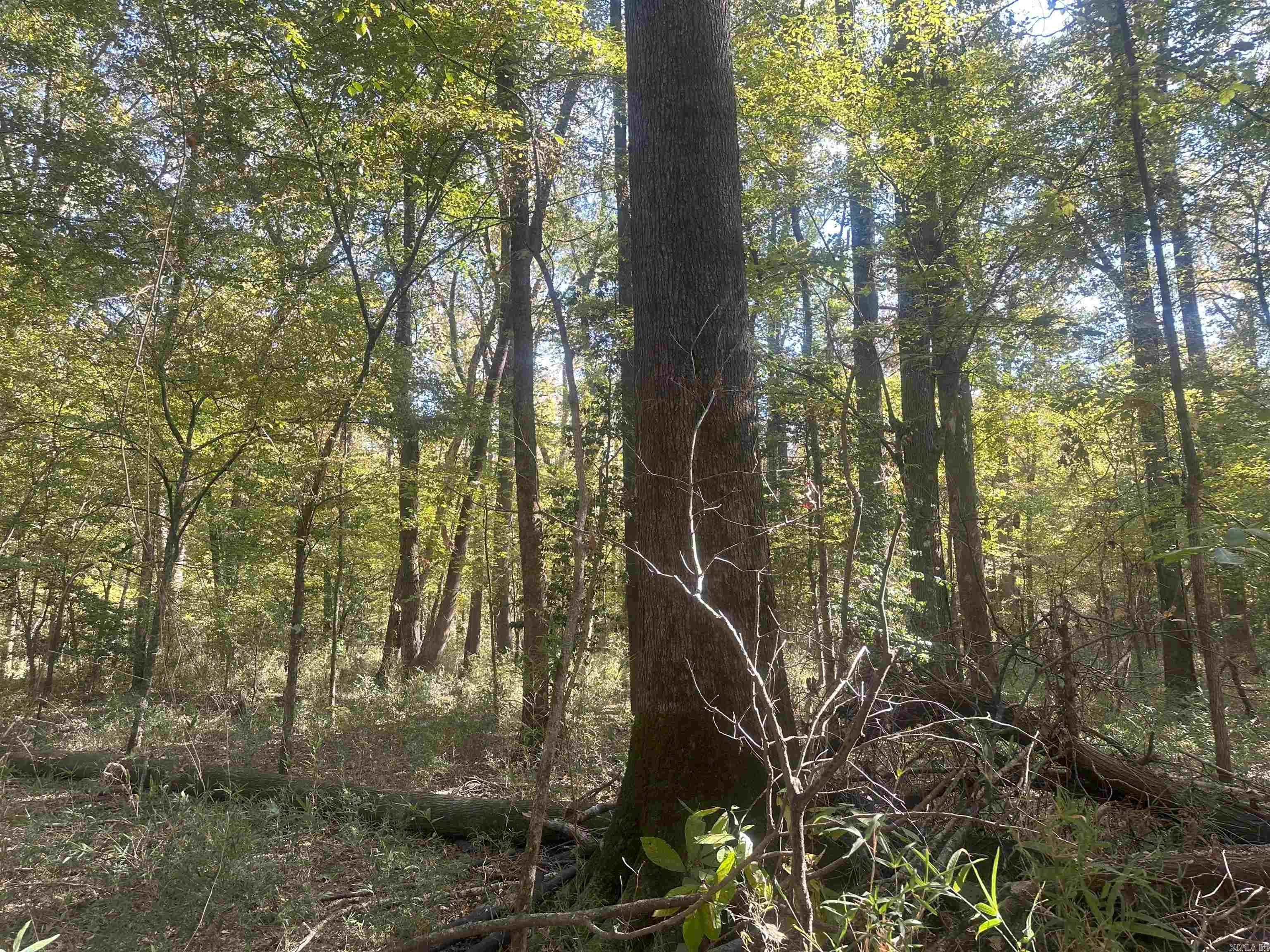 29-9-19  Red Springs Rd  Gurdon, AR
