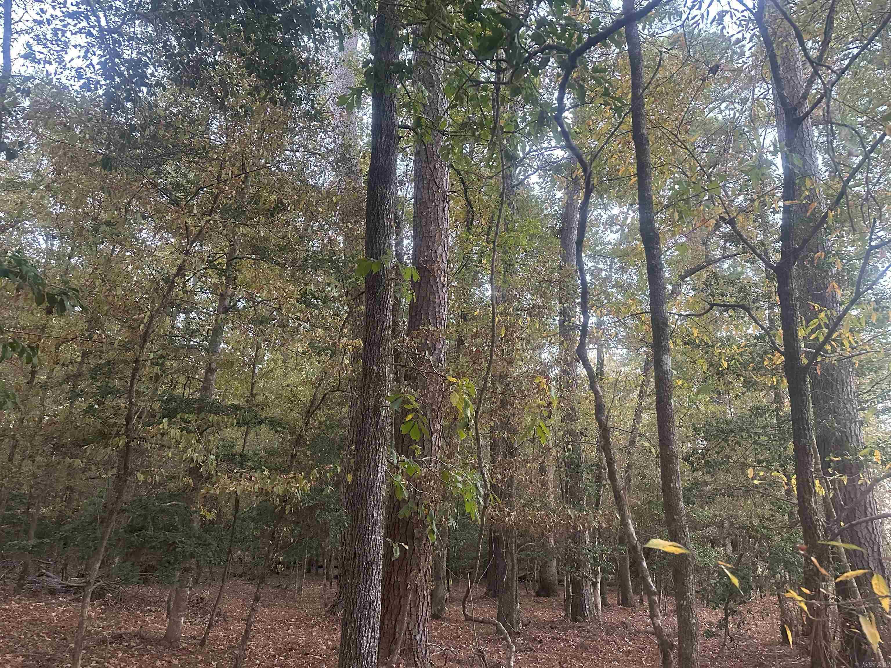 29-9-19  Red Springs Rd  Gurdon, AR