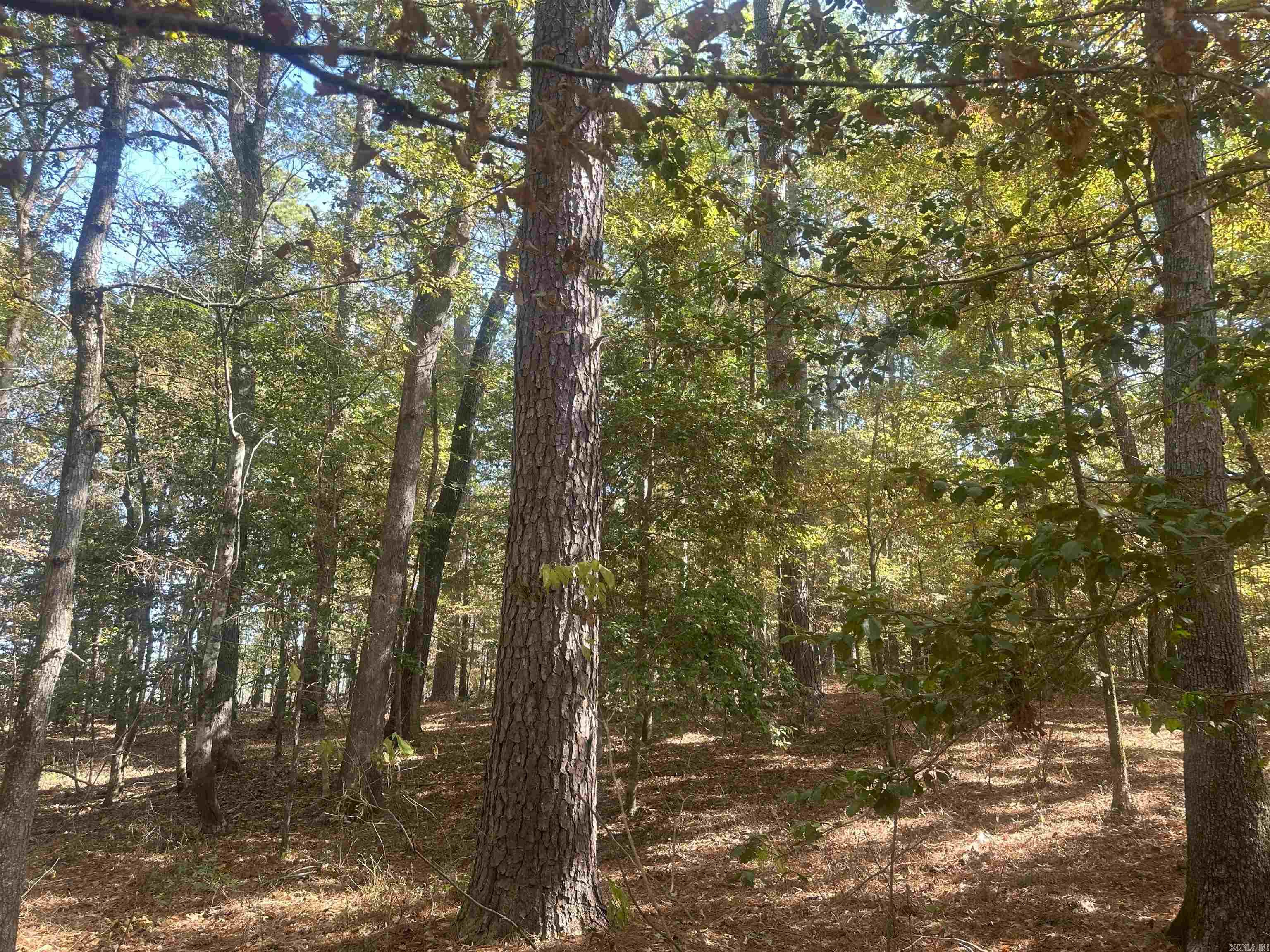 50-9-19  Red Springs Rd  Gurdon, AR