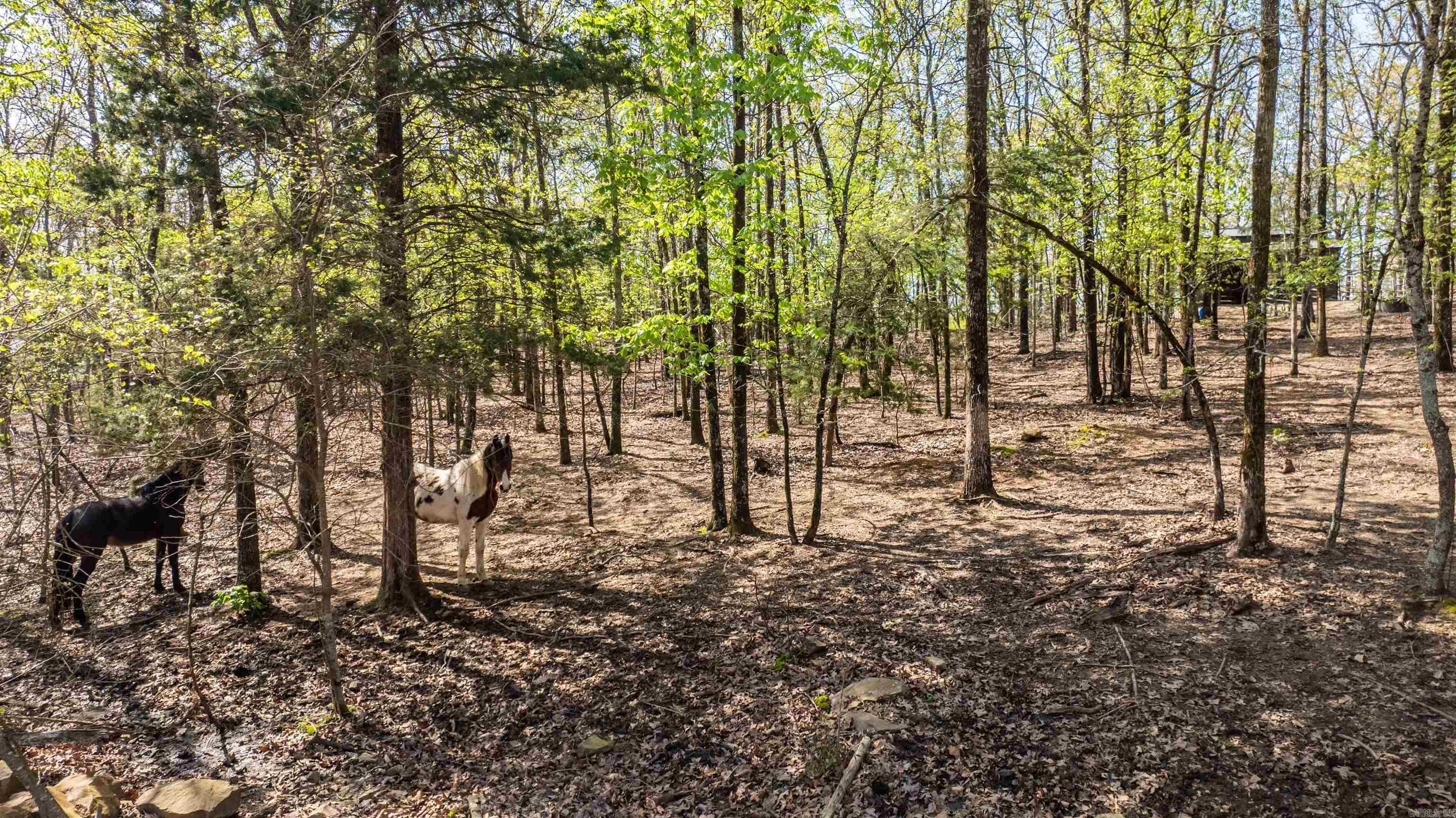 17  Lipscomb  Conway, AR