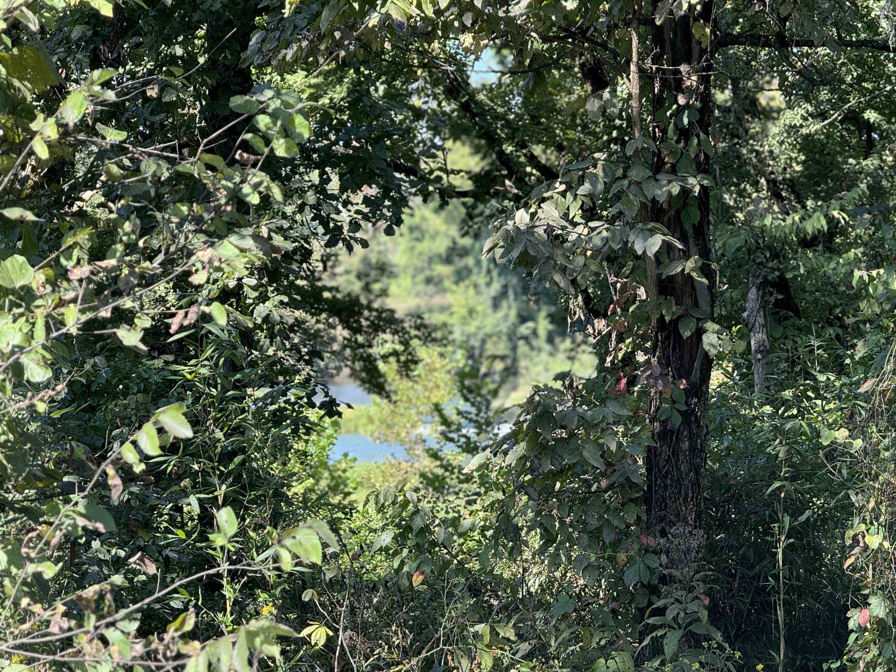 TBD  River  Williford, AR