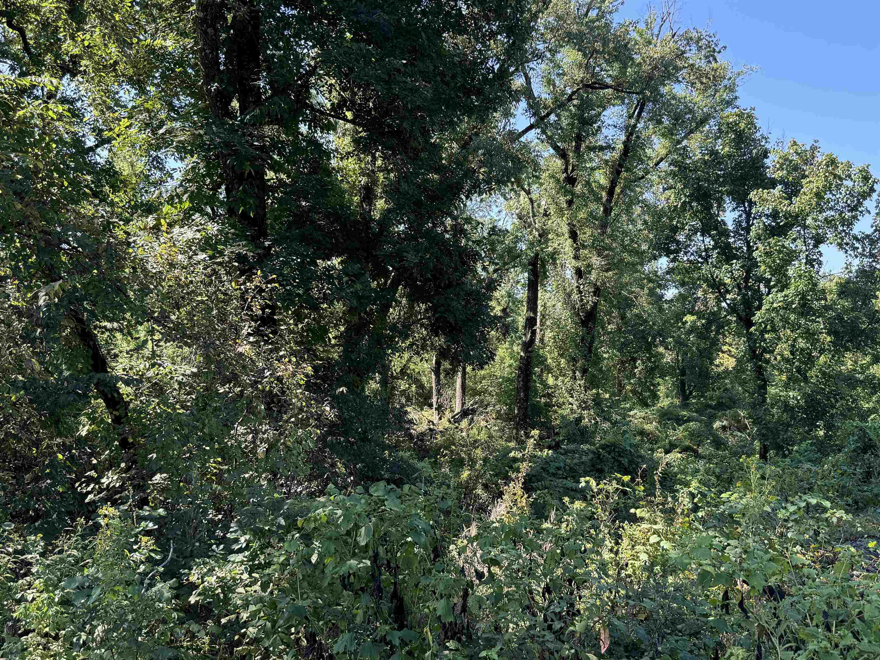 TBD  River  Williford, AR
