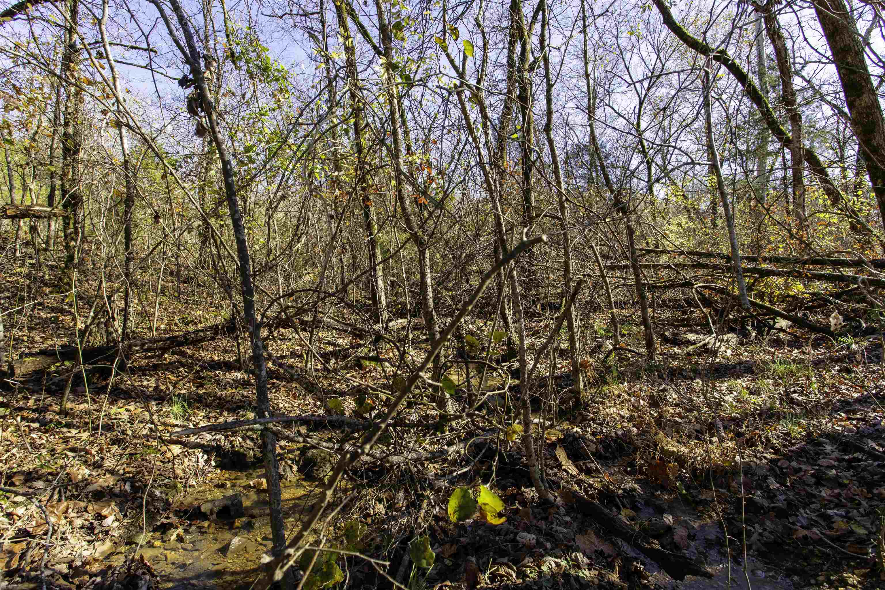 TBD  River  Williford, AR